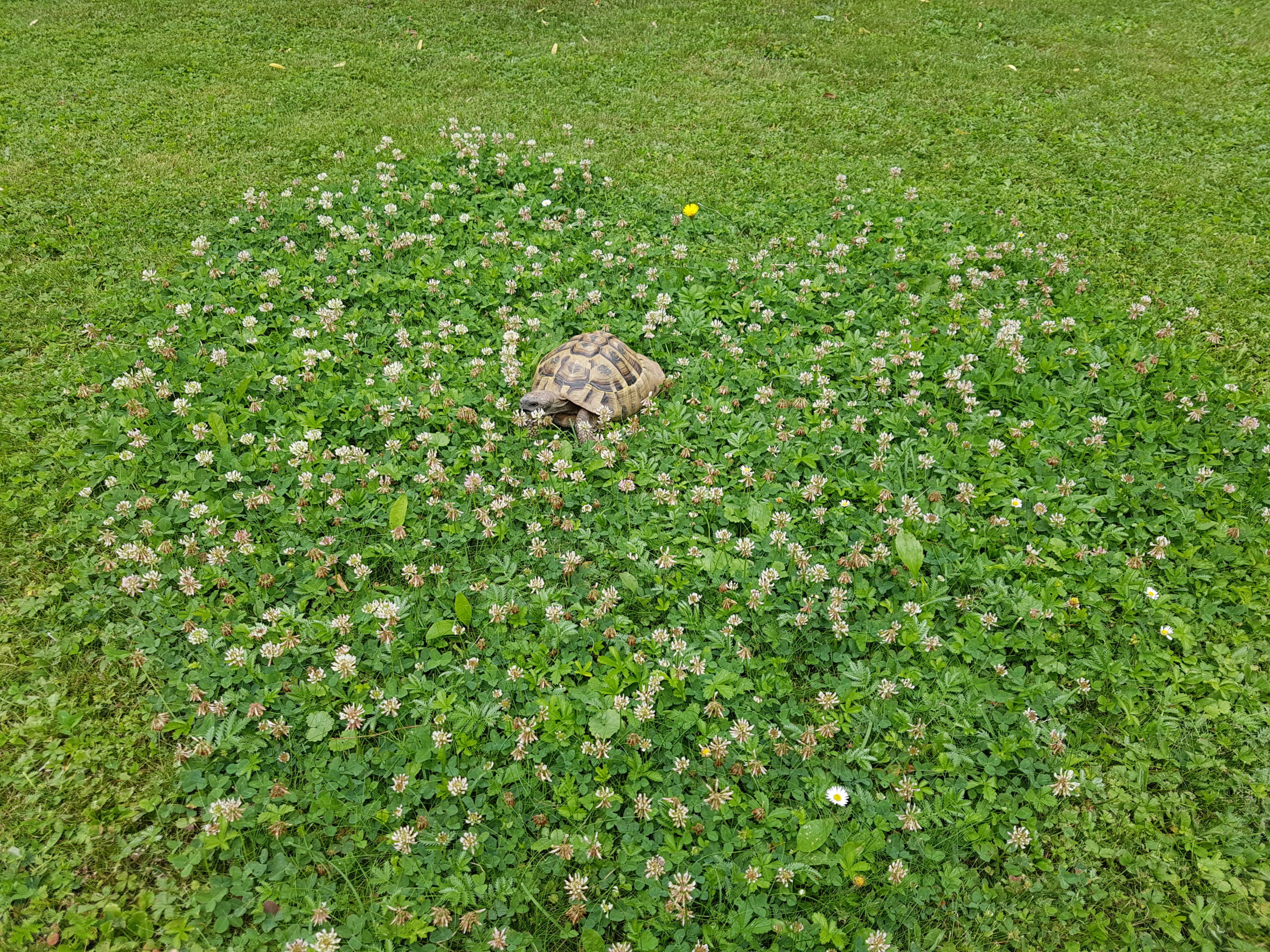 Griechische Landschildkröte im Klee-Meer