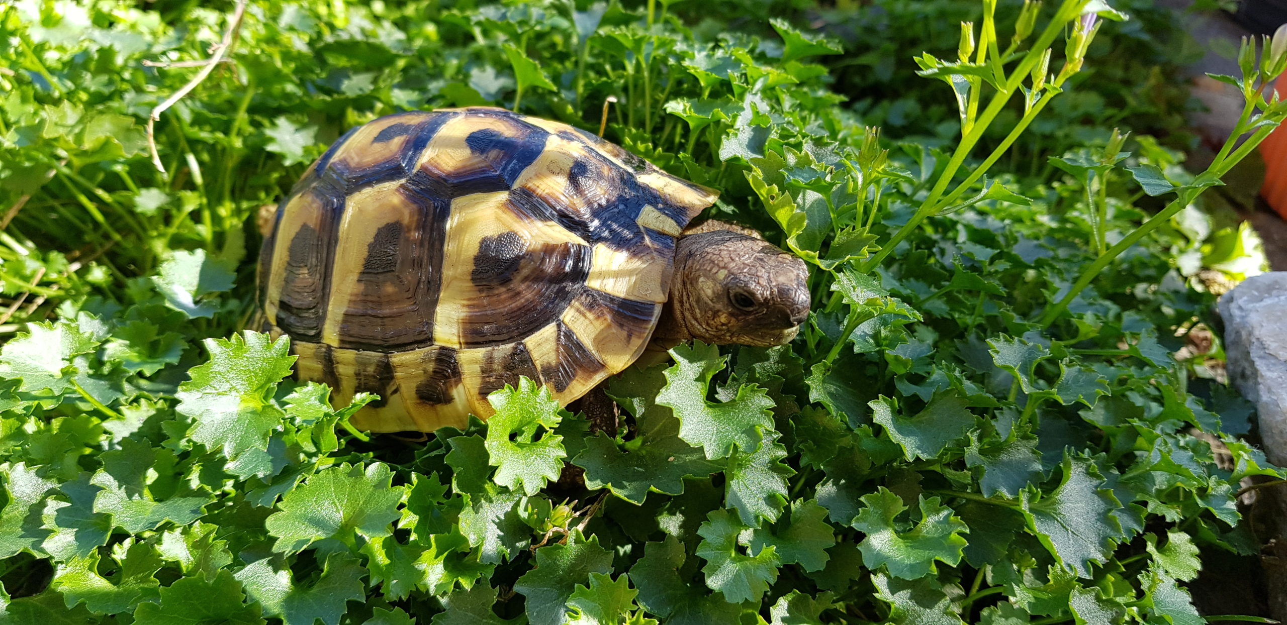 Unsere "Digge" im Lieblingsfutter (Testudo hermanni boettgeri)