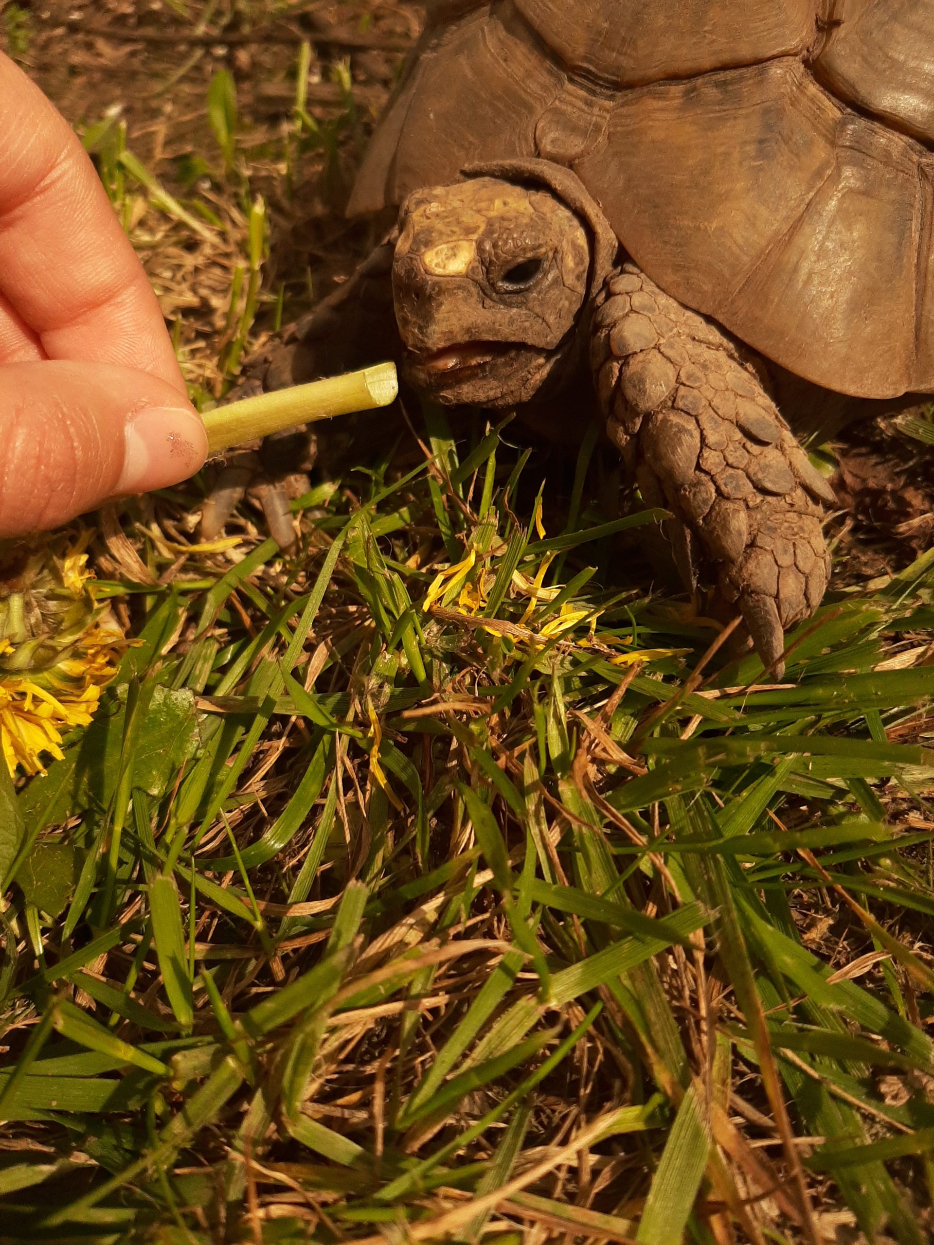 Griechische Landschildkröte