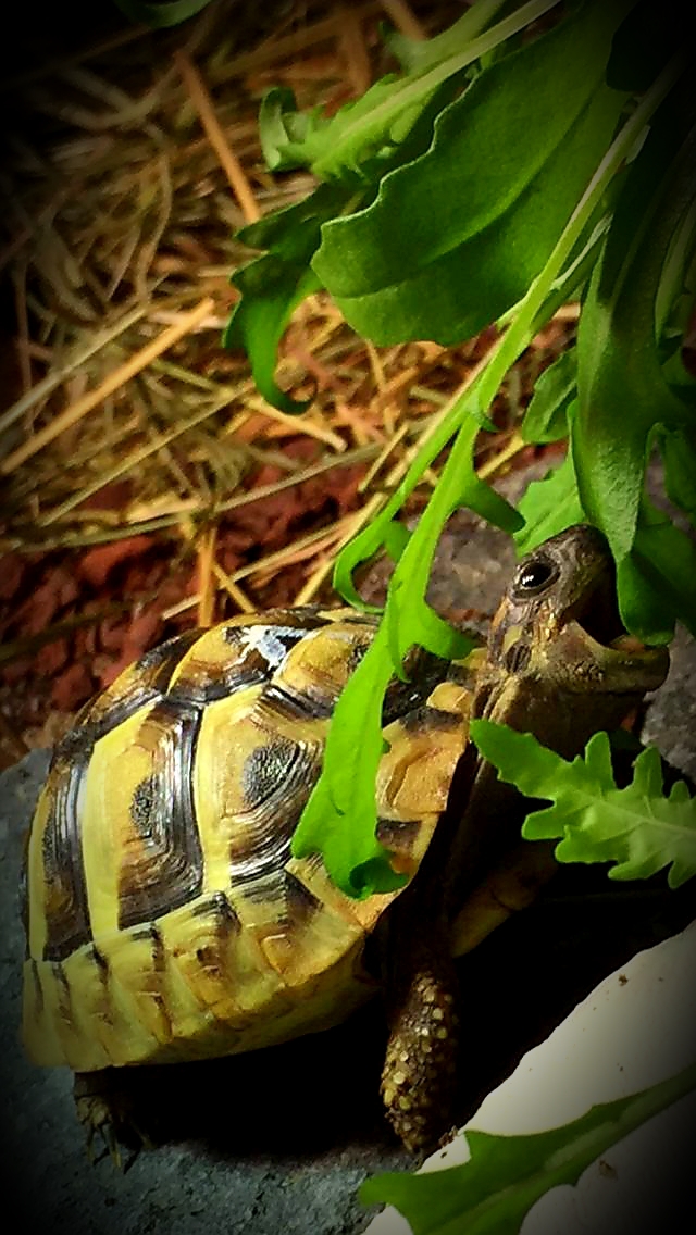 Mein kleiner „Calimero“ (THB) ️