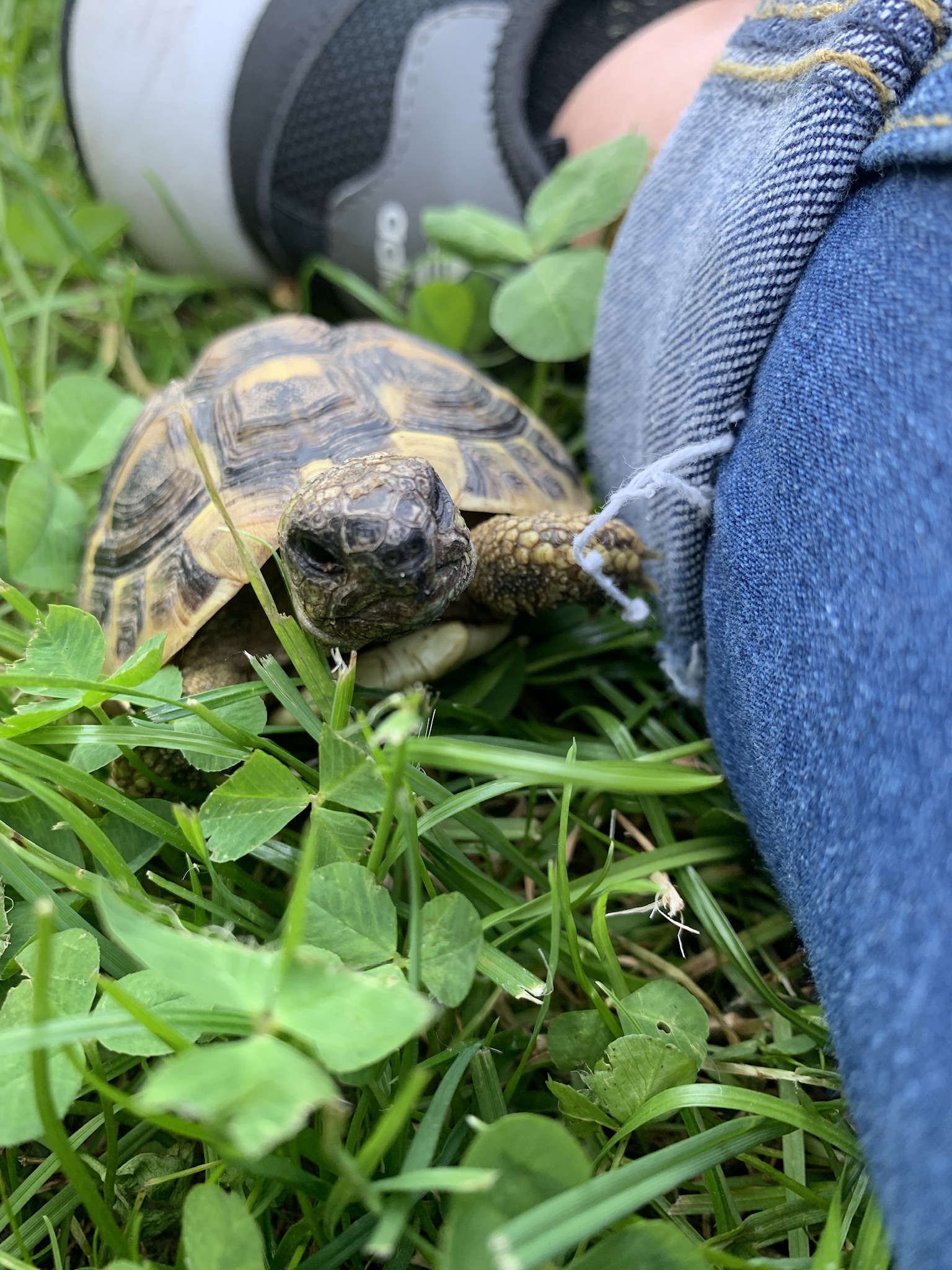 Griechische Landschildkröte