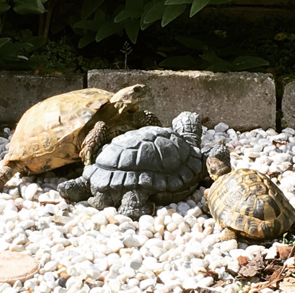 Vierzehen Landschildkröte und Griechische Landschildkröte