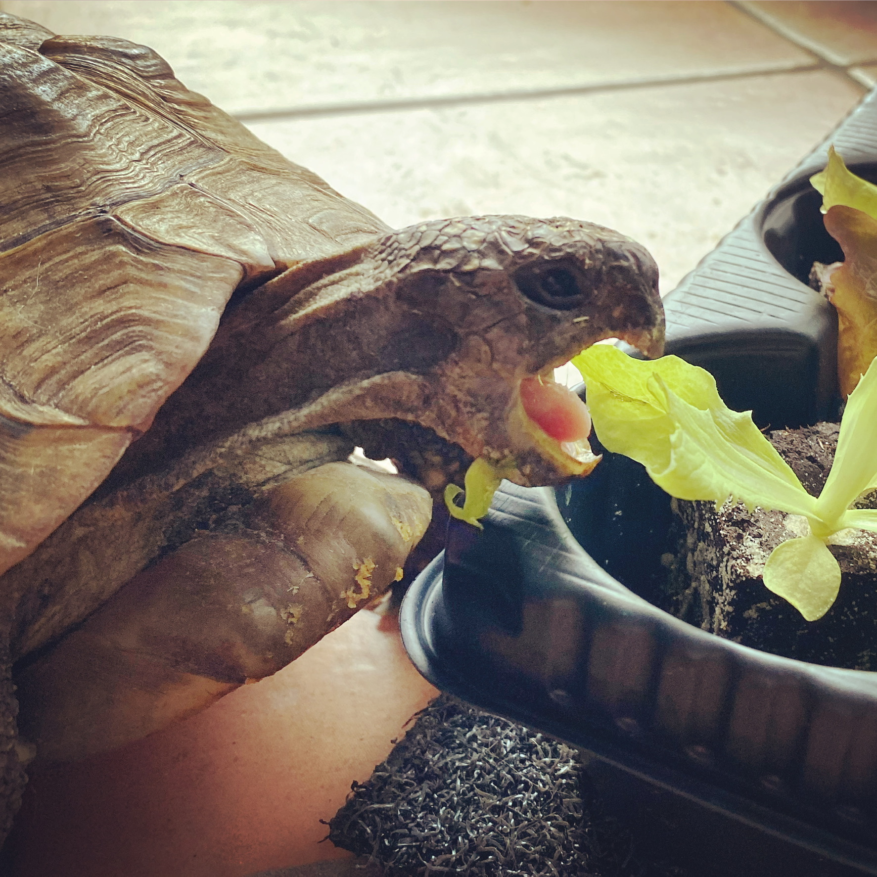Griechischer Räuber - Nach der Winterstarre, bei noch zu kalten Nächten dürfen unsere beiden nachts im Wohnzimmer bleiben.