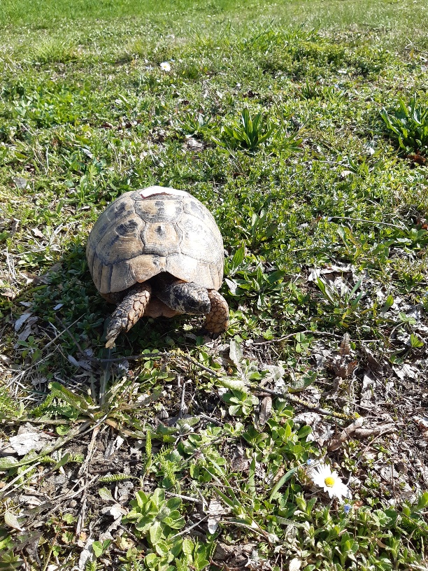 Griechische Landschildkröte, erster Freigang 2020