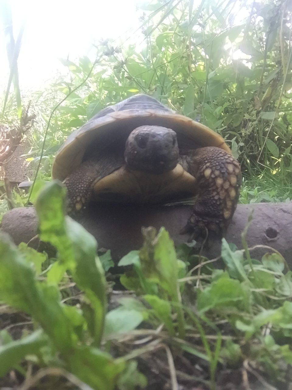 Griechische Landschildkröte im Freigehege