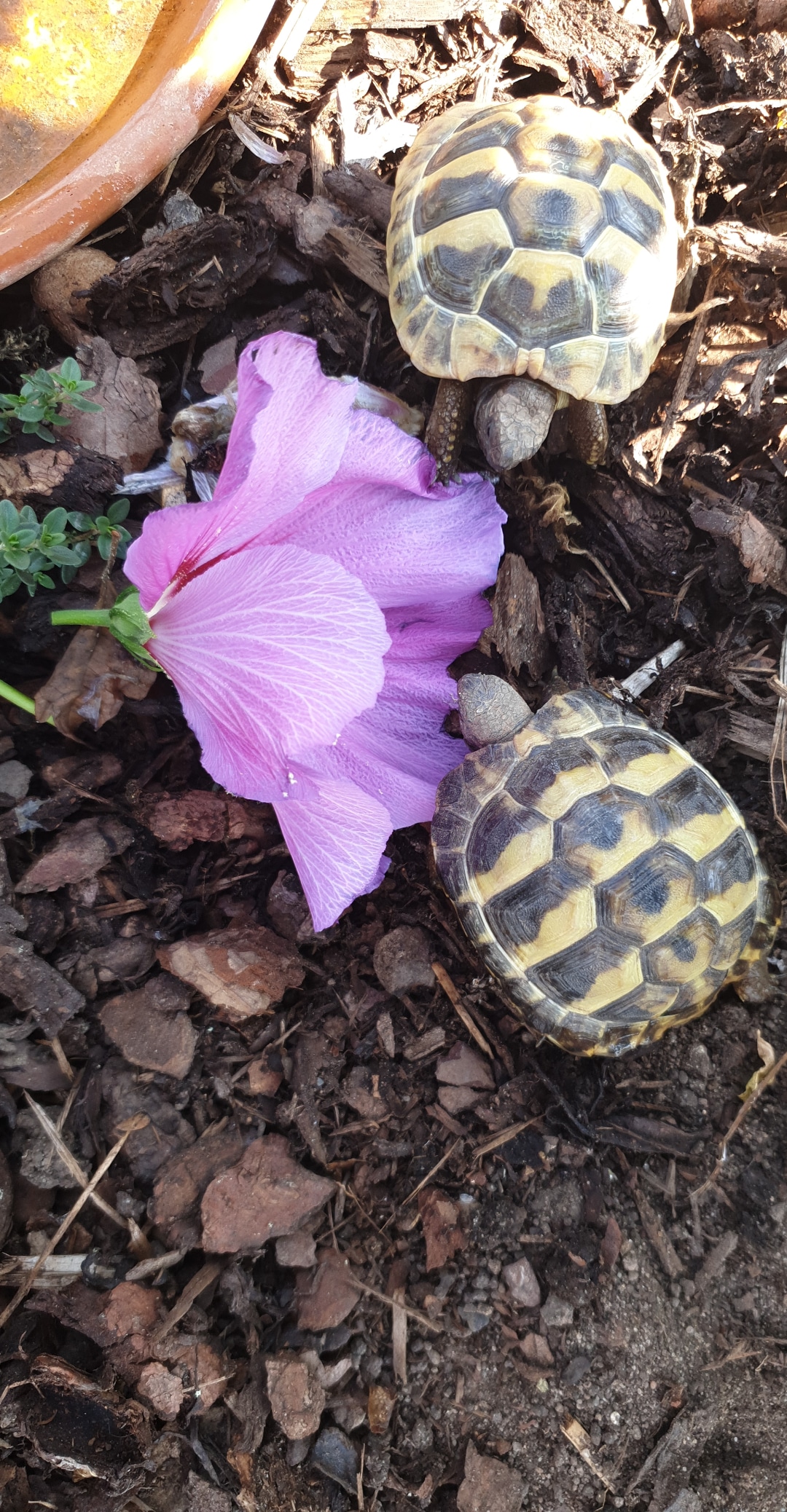 2 Griechische Landschildkröten Atlas und Gaia in ihrem Freigehege