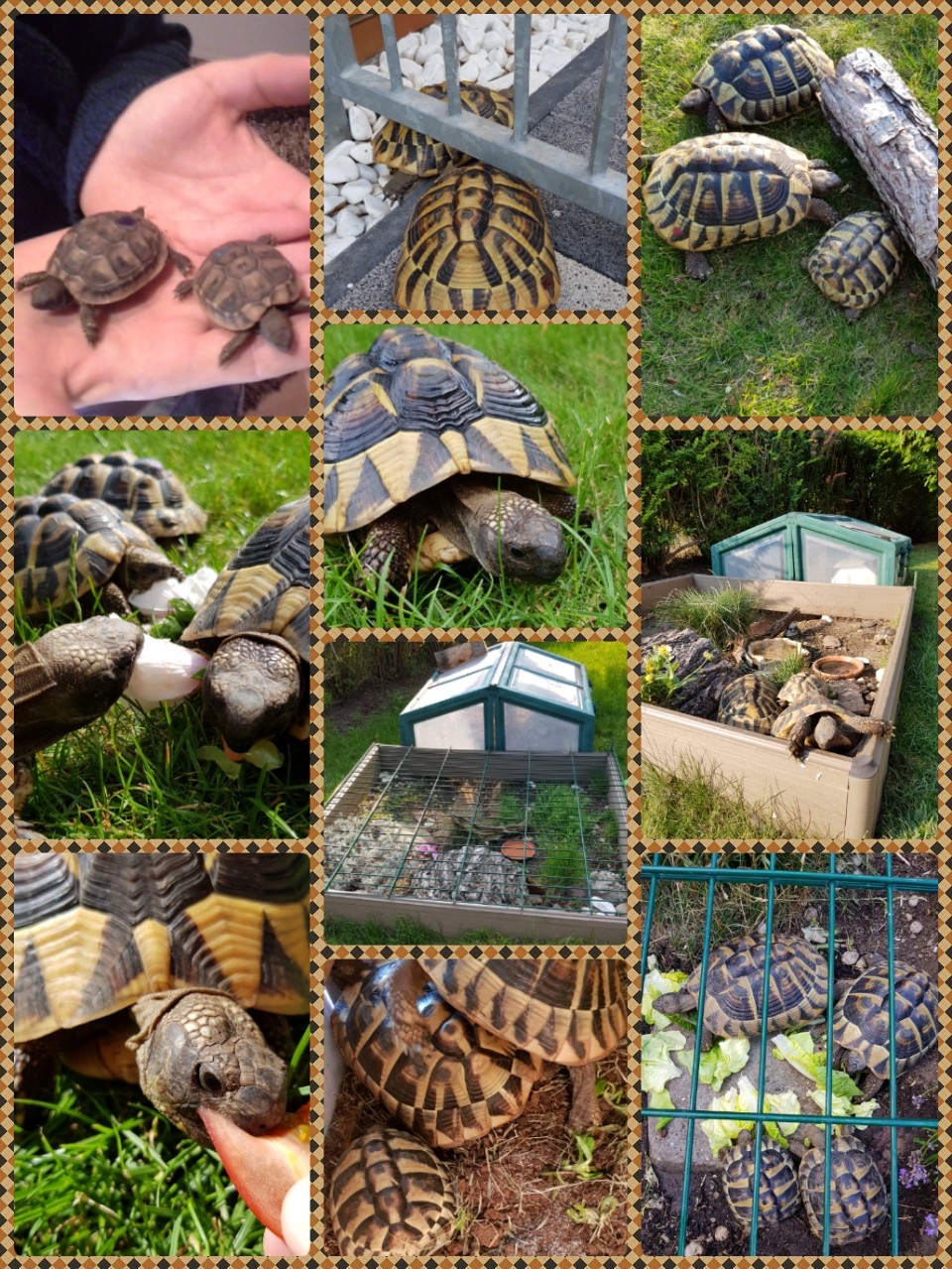 Griechische Landschildkröten