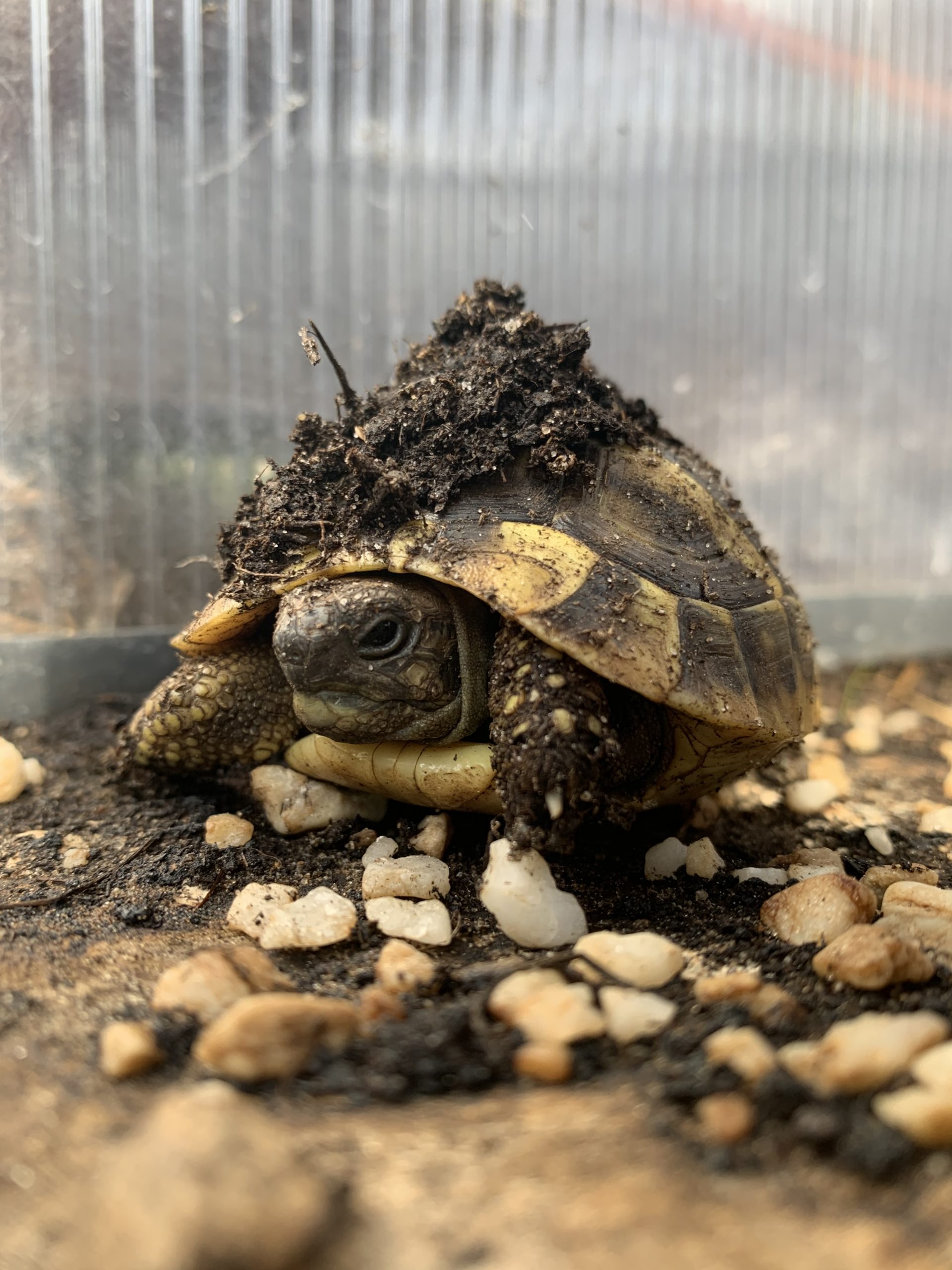 Baby Landschildkröte hat sich grade aus der Erde ausgegraben