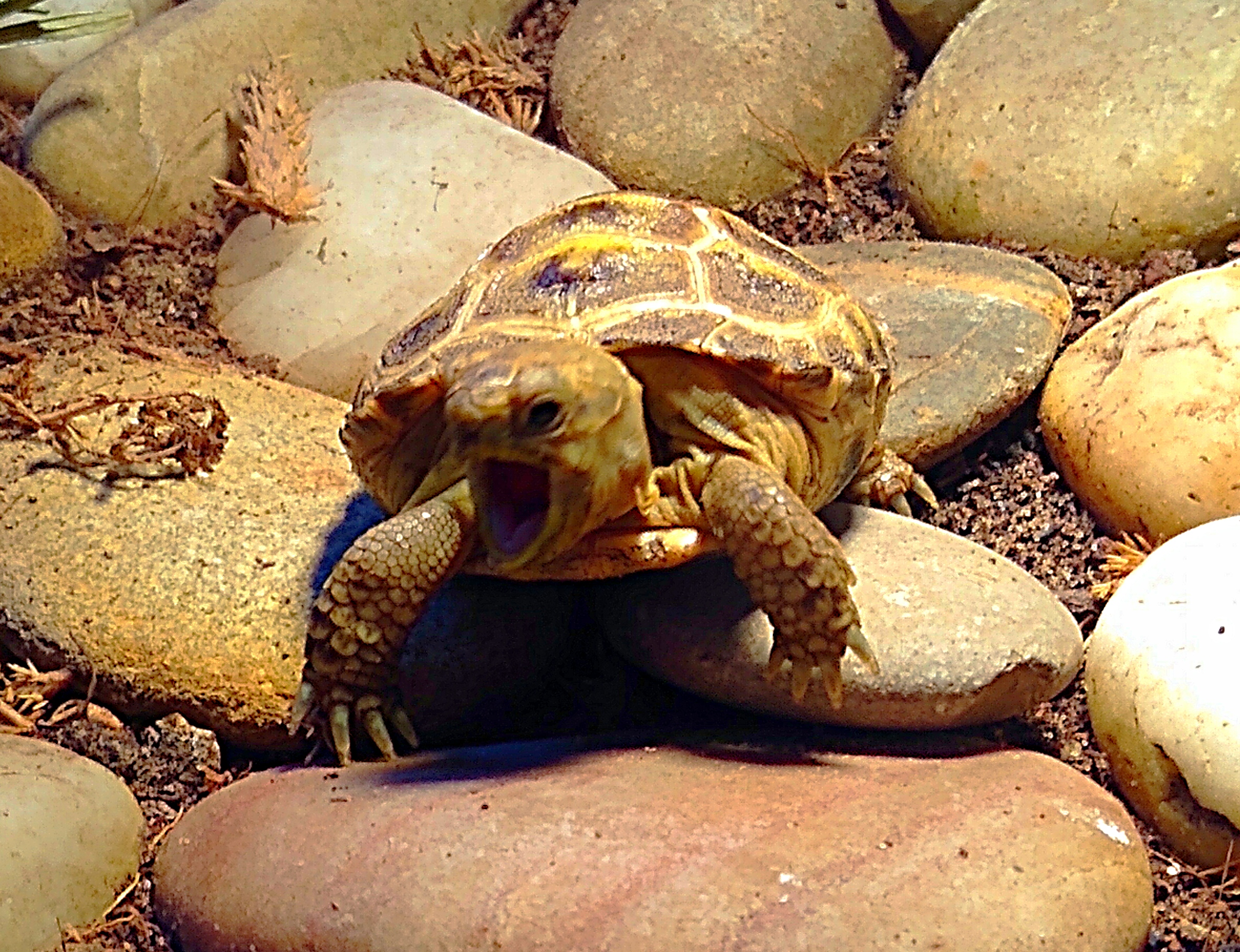 Unsere kleine Sally nach dem Sonnenbad ️ (Russische Landschildkröte)