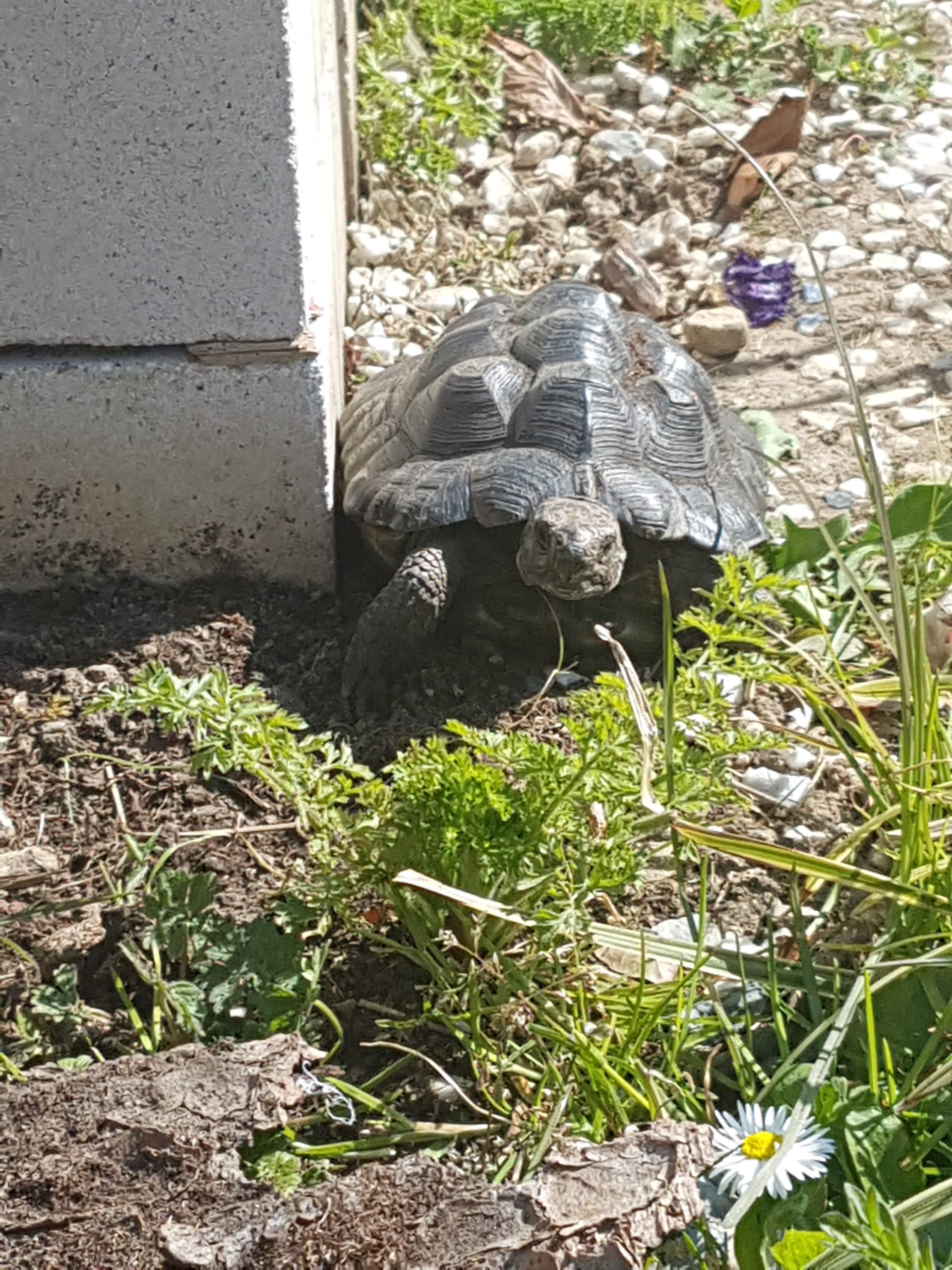 DONATELLO erster Tag nach die Winterstarre
