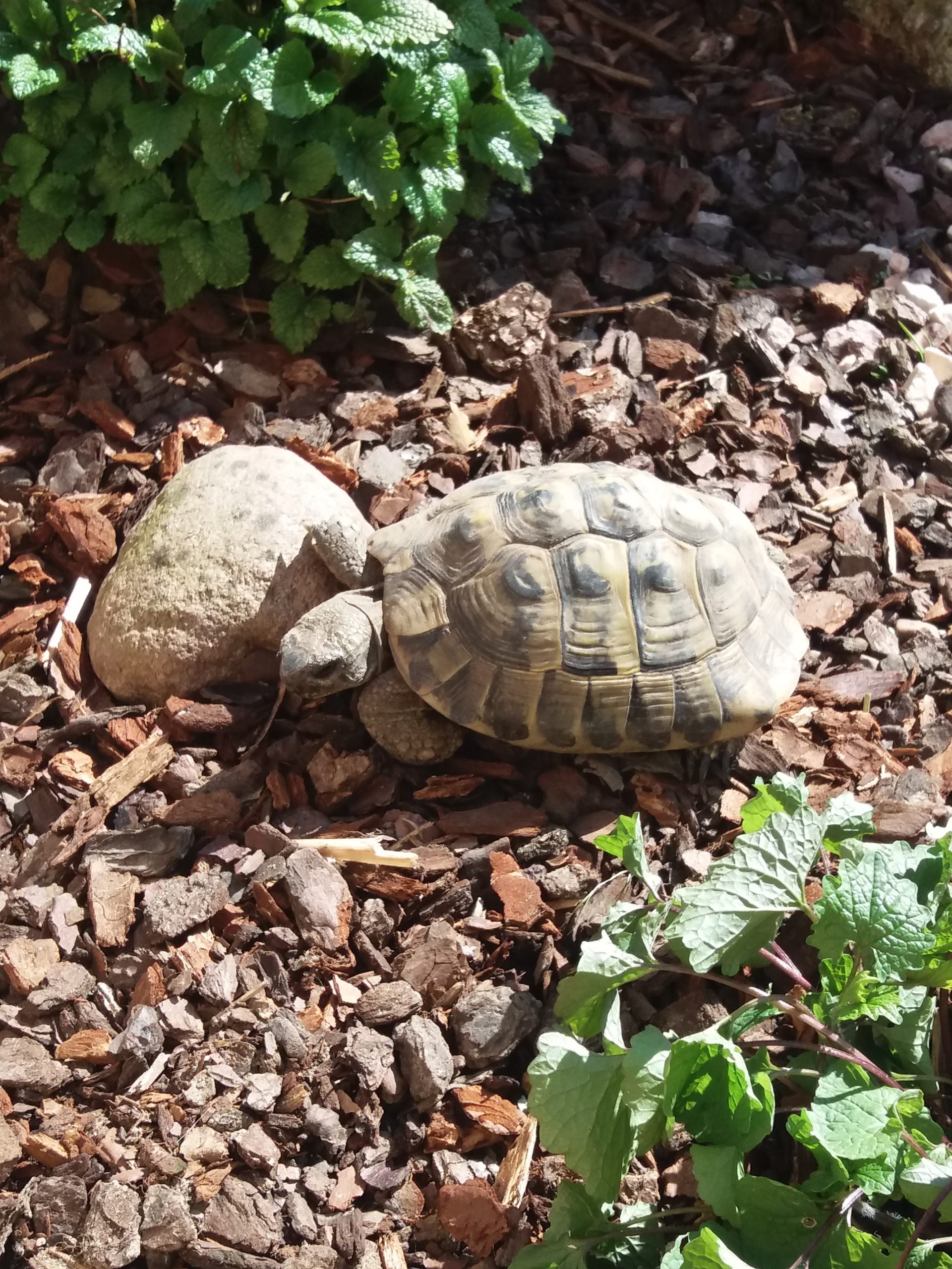 Unsere Landschildkröte ist nach der Winterstarre auf Erkundungstour