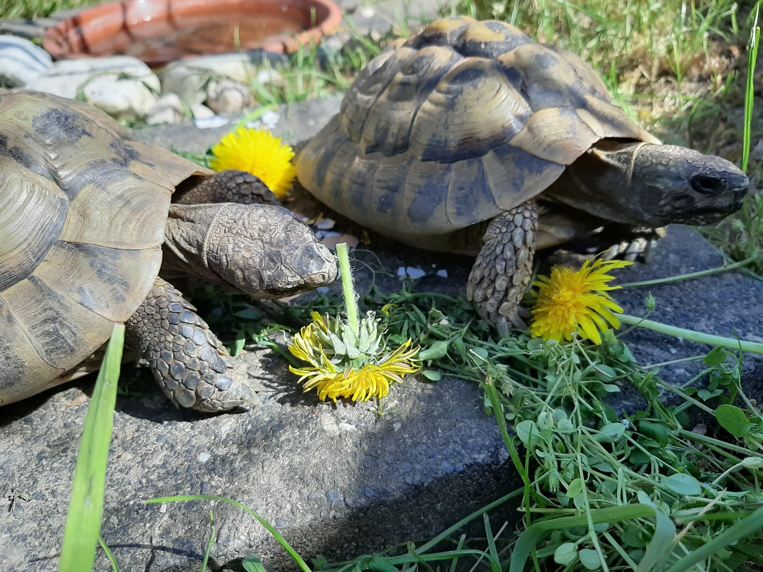 Griechische Landschildkröte im Freigehege