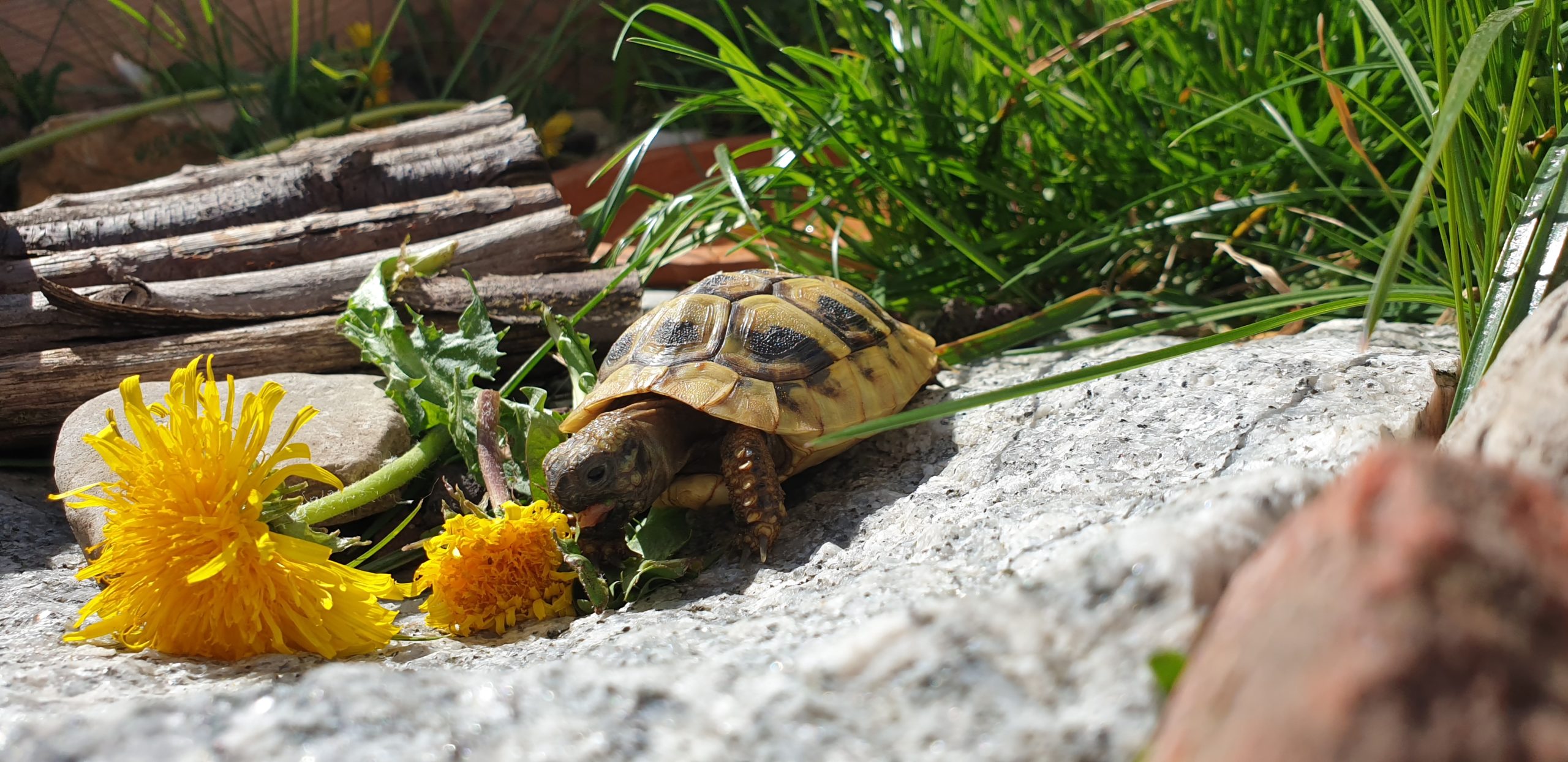 Griechische Landschildkröte in ihrem Freigehege
