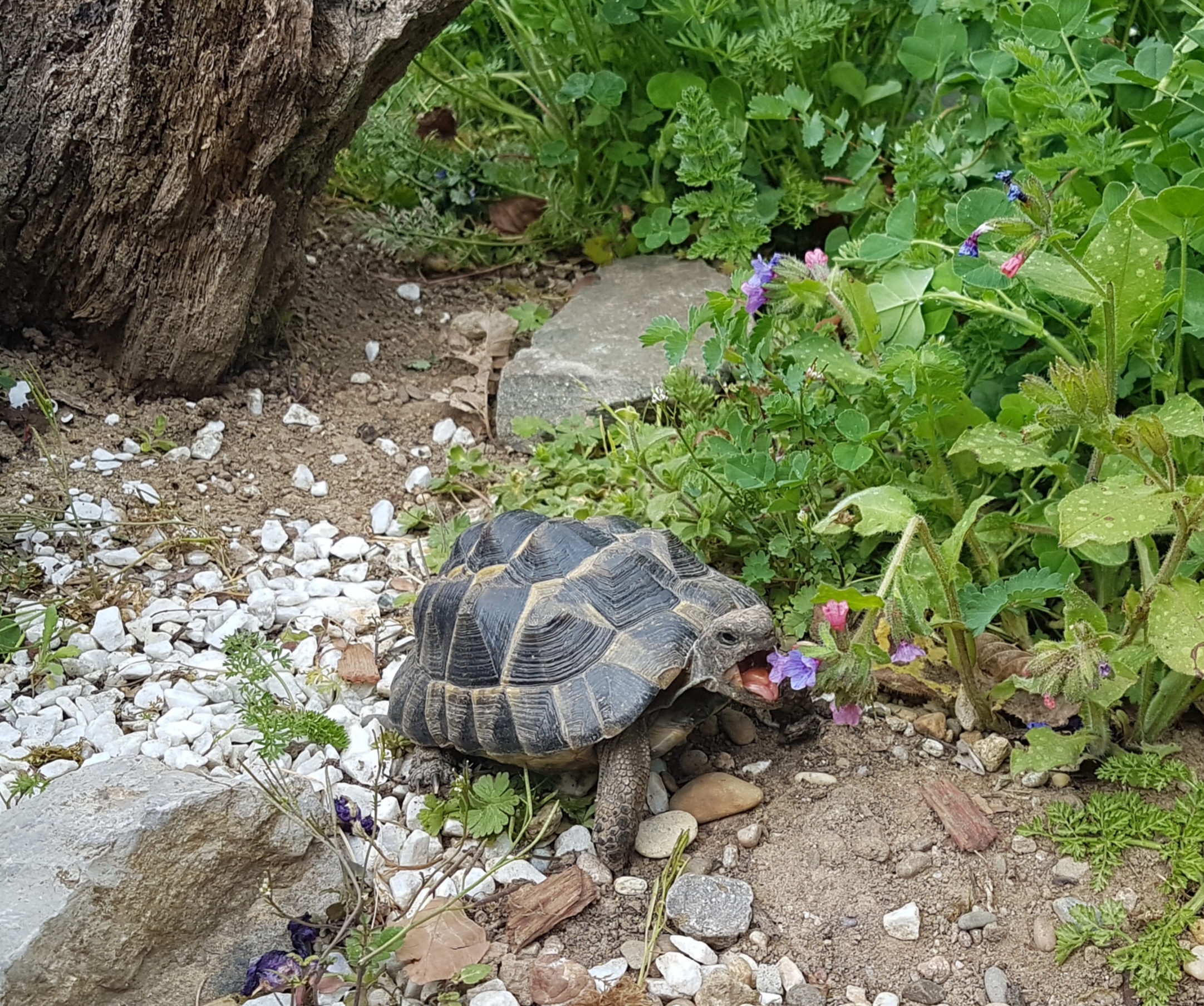 Breitrandschildkröte in ihrem Freigehege