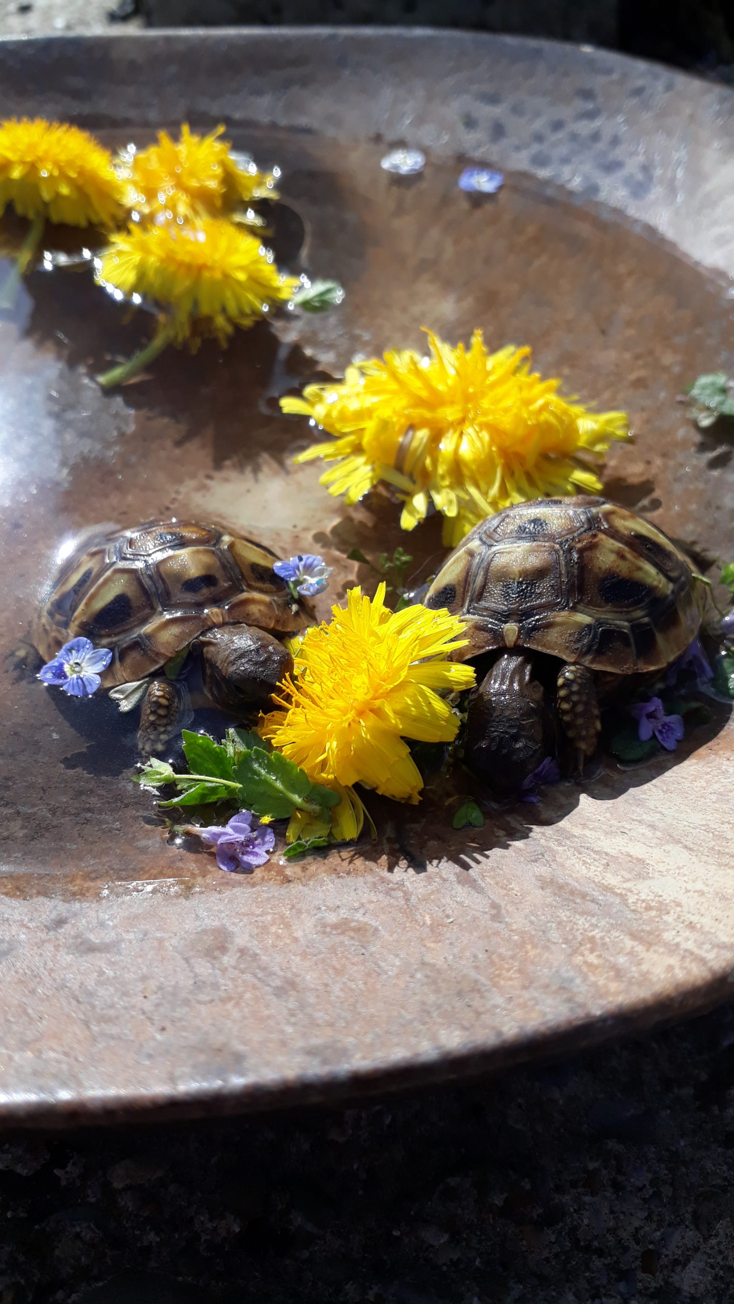 Junge Griechische Landschildkröten
