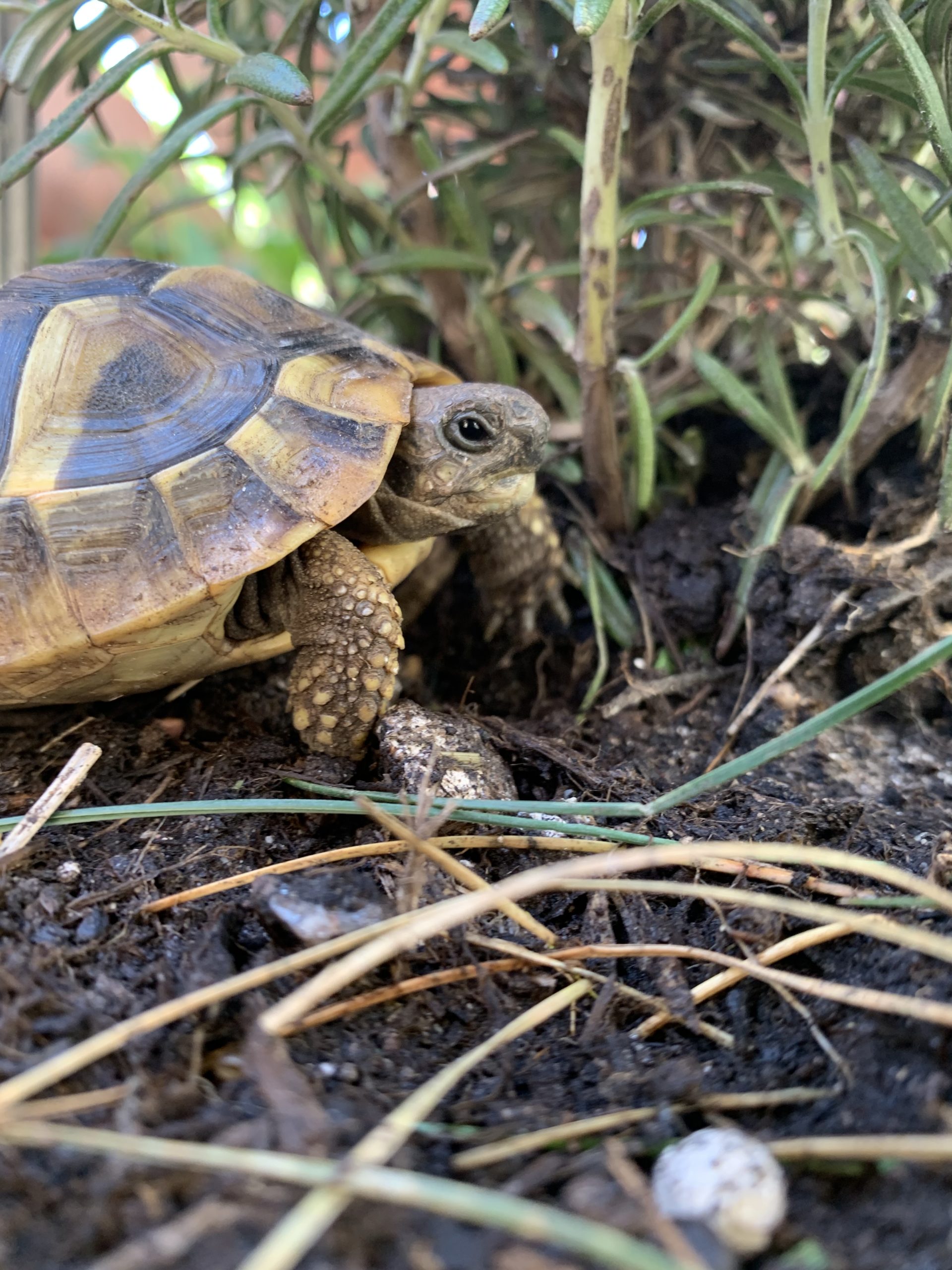 Baby Landschildkröte Im Freigehege