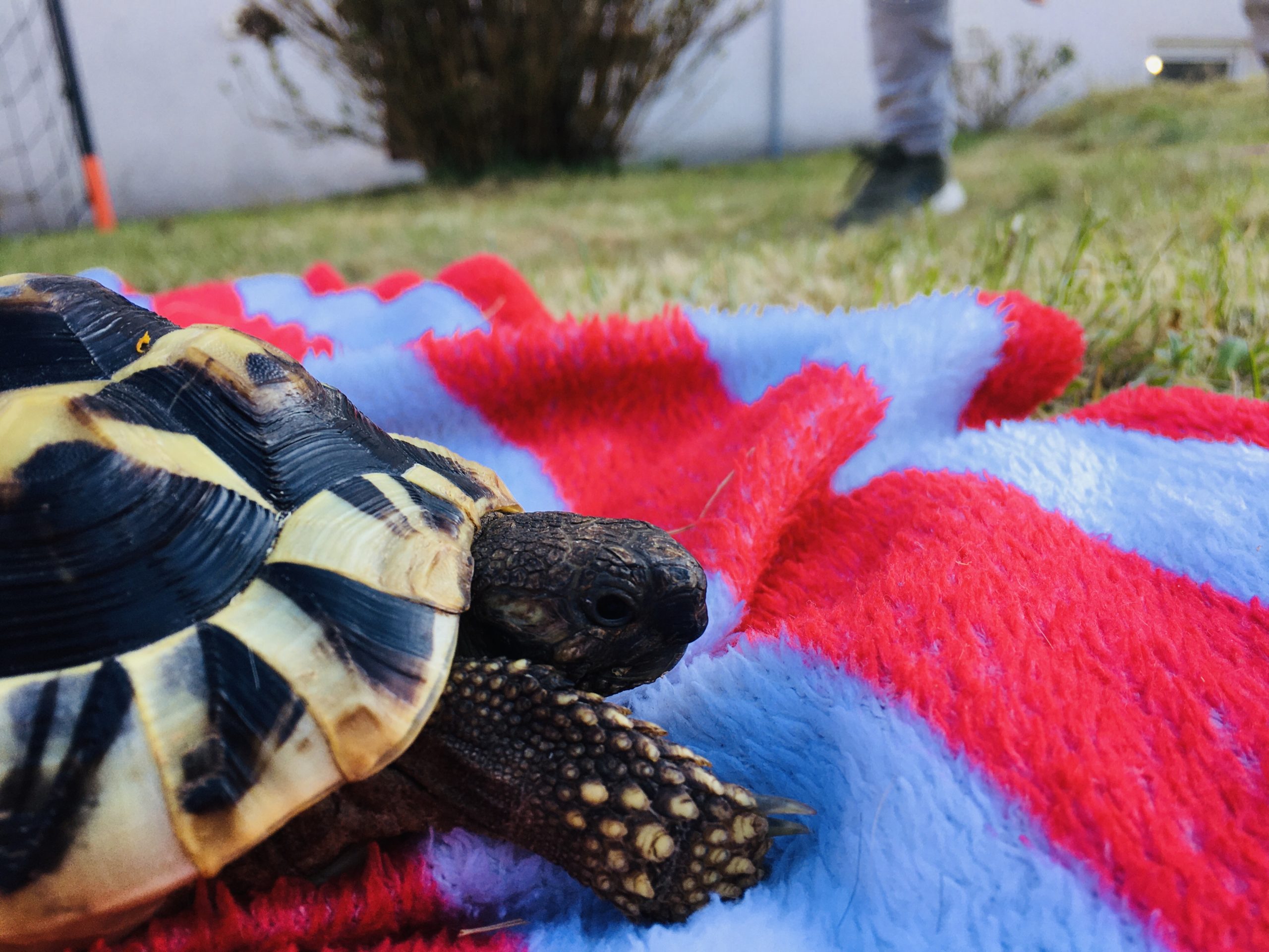 Griechische Landschildkröte