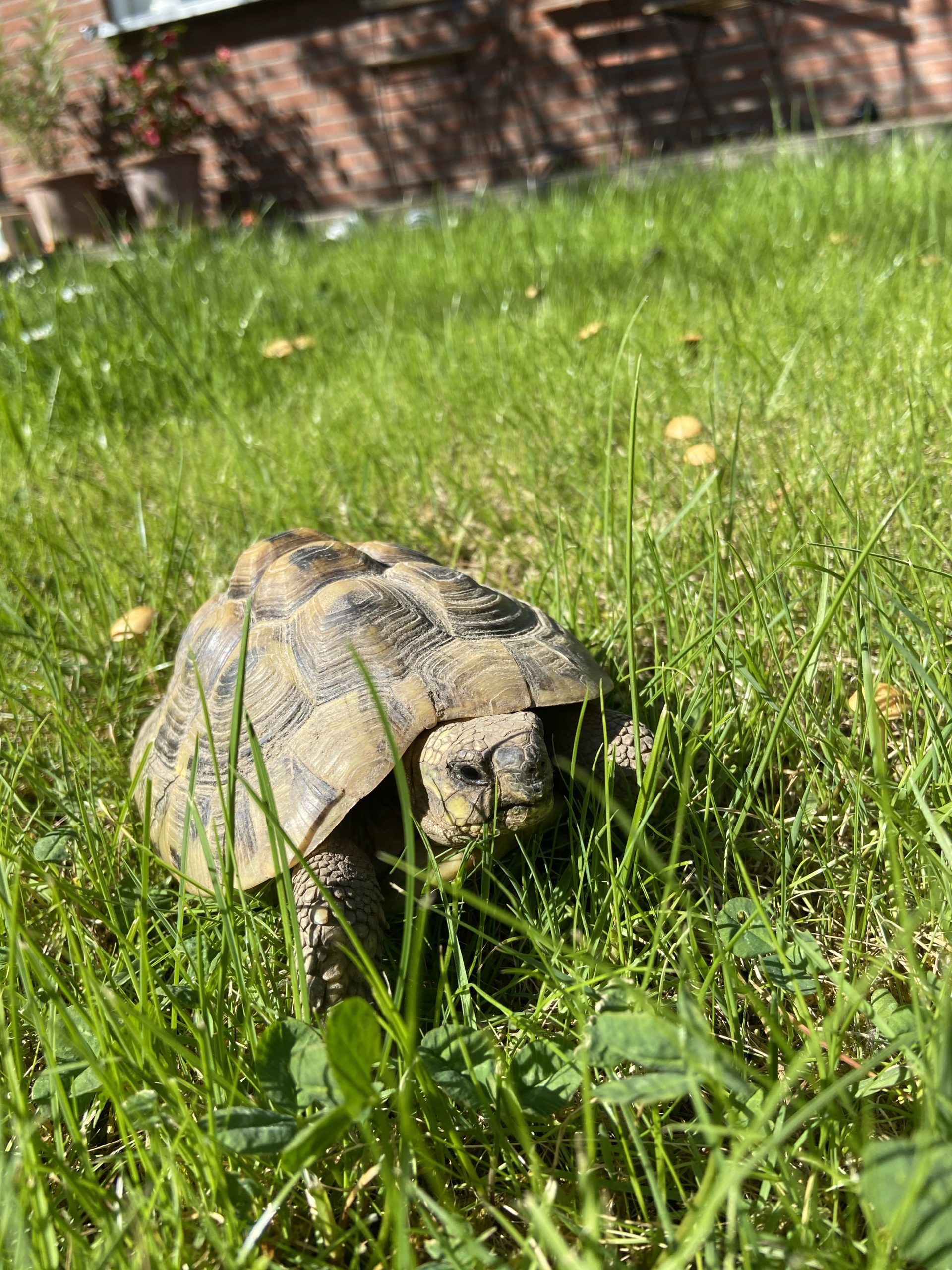 Griechische Landschildkröte Greta