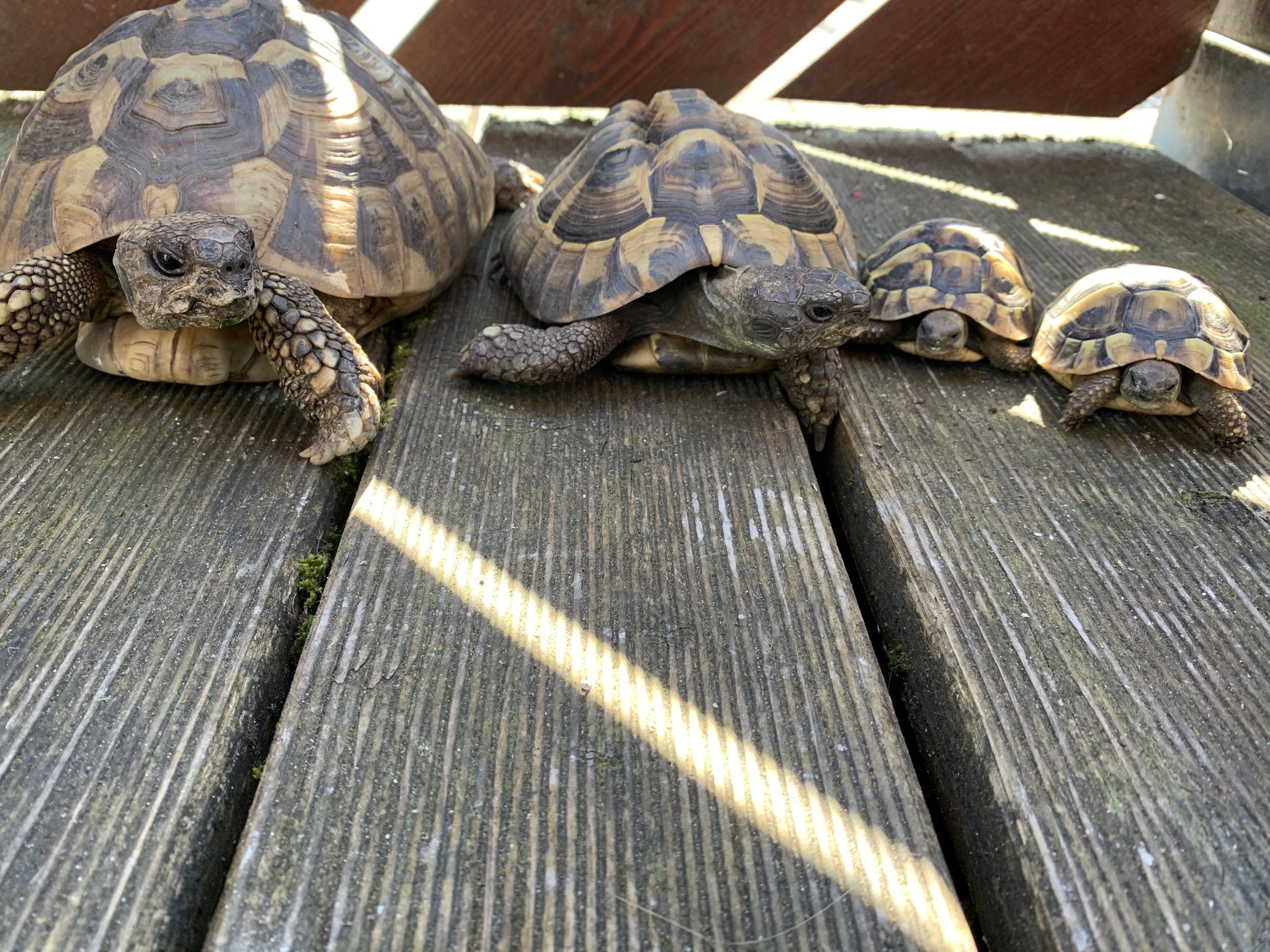 Griechische Landschildkröten Familie