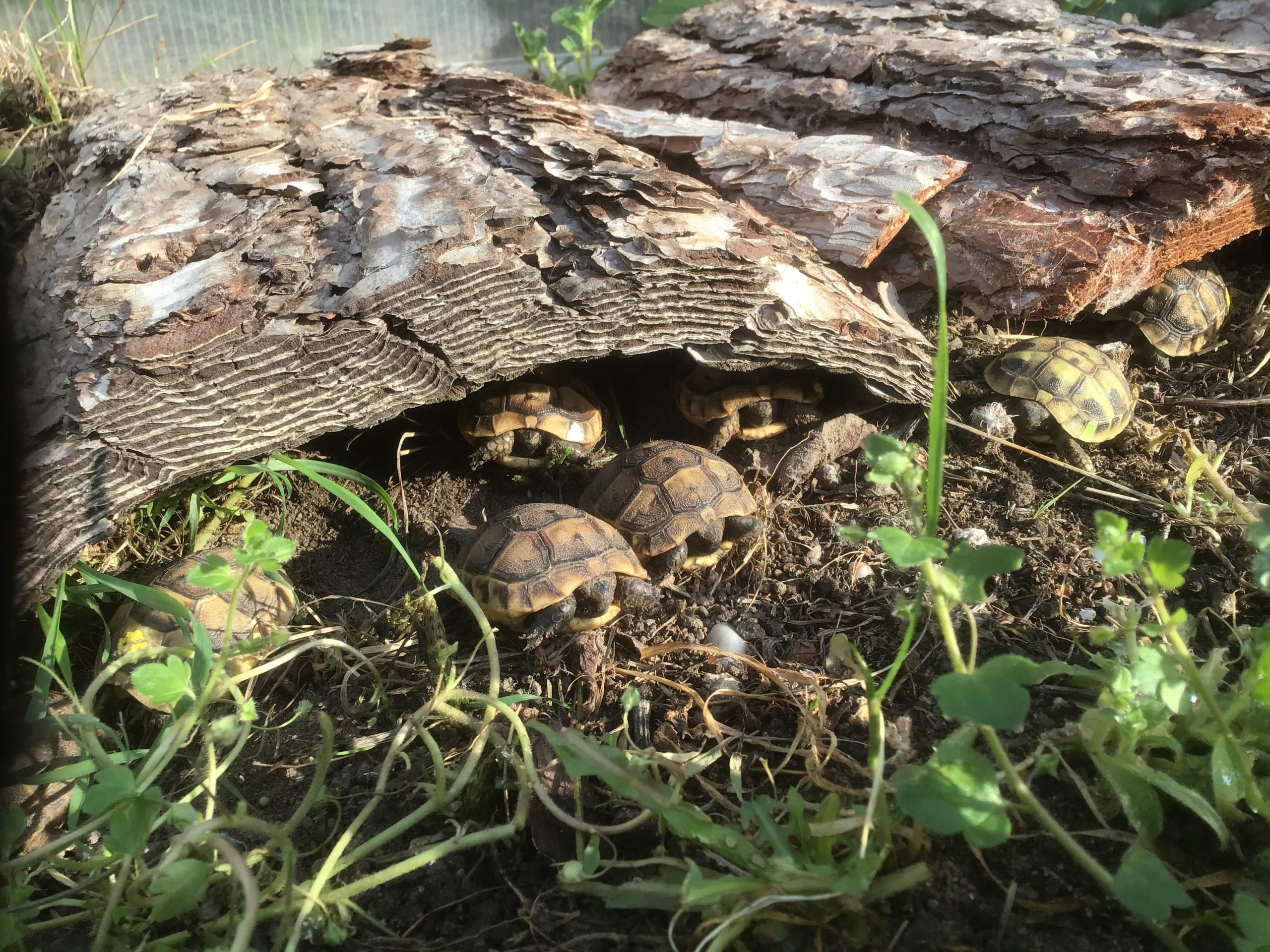 Landschildkrötenbabys beim morgentlichen Sonnenbad im Freilandgehege