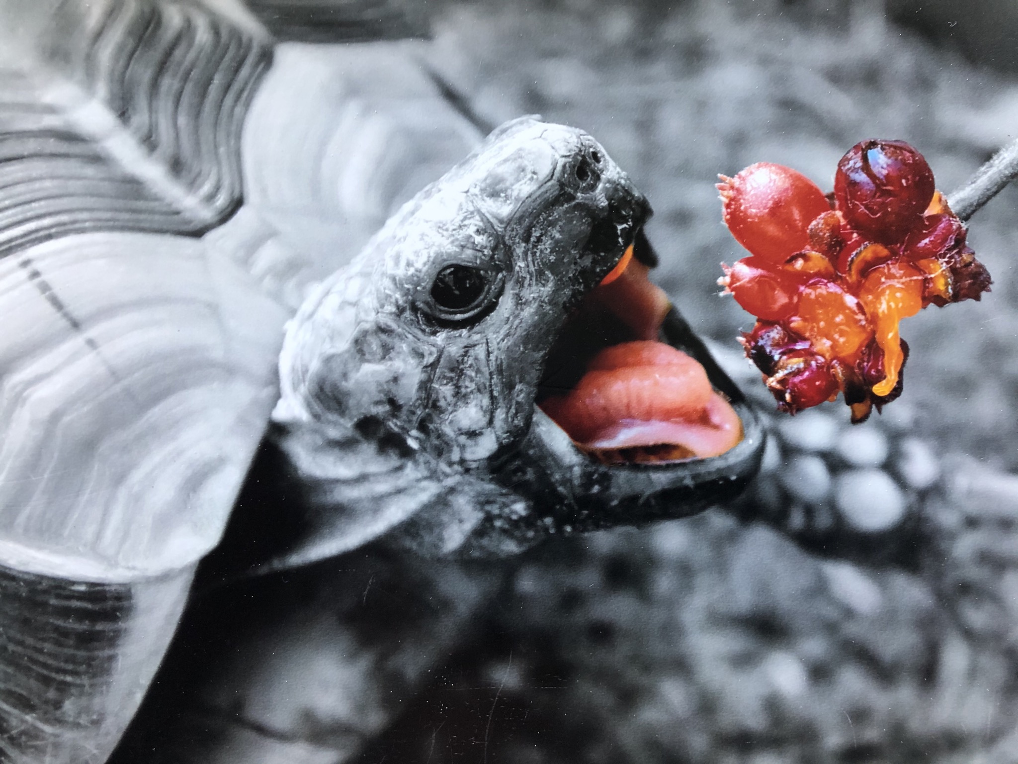 Maya (THB) entdeckt im Freiland die Frucht eines Geisblattes