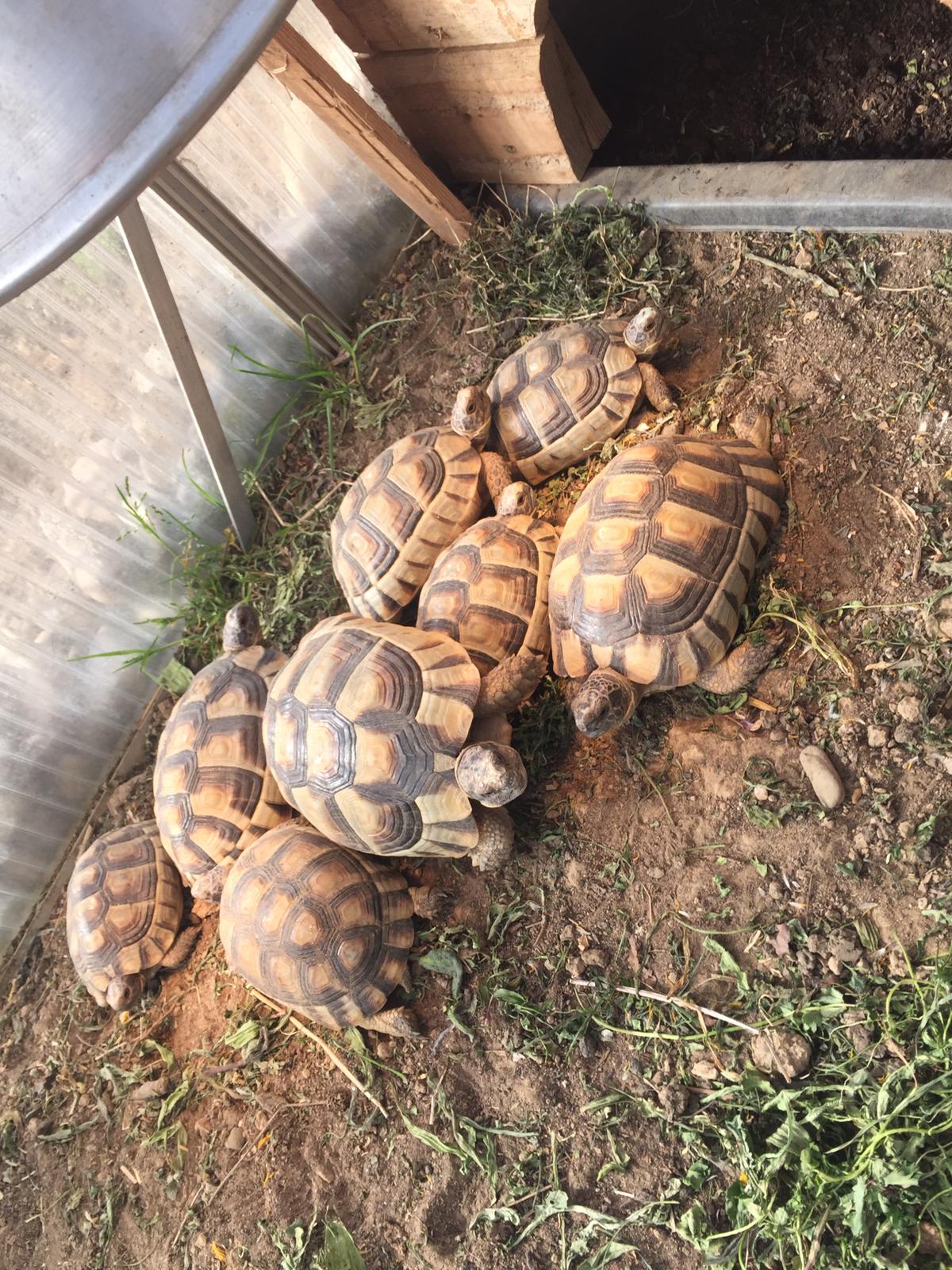 Alle 8 Marginatas auf einem Haufen