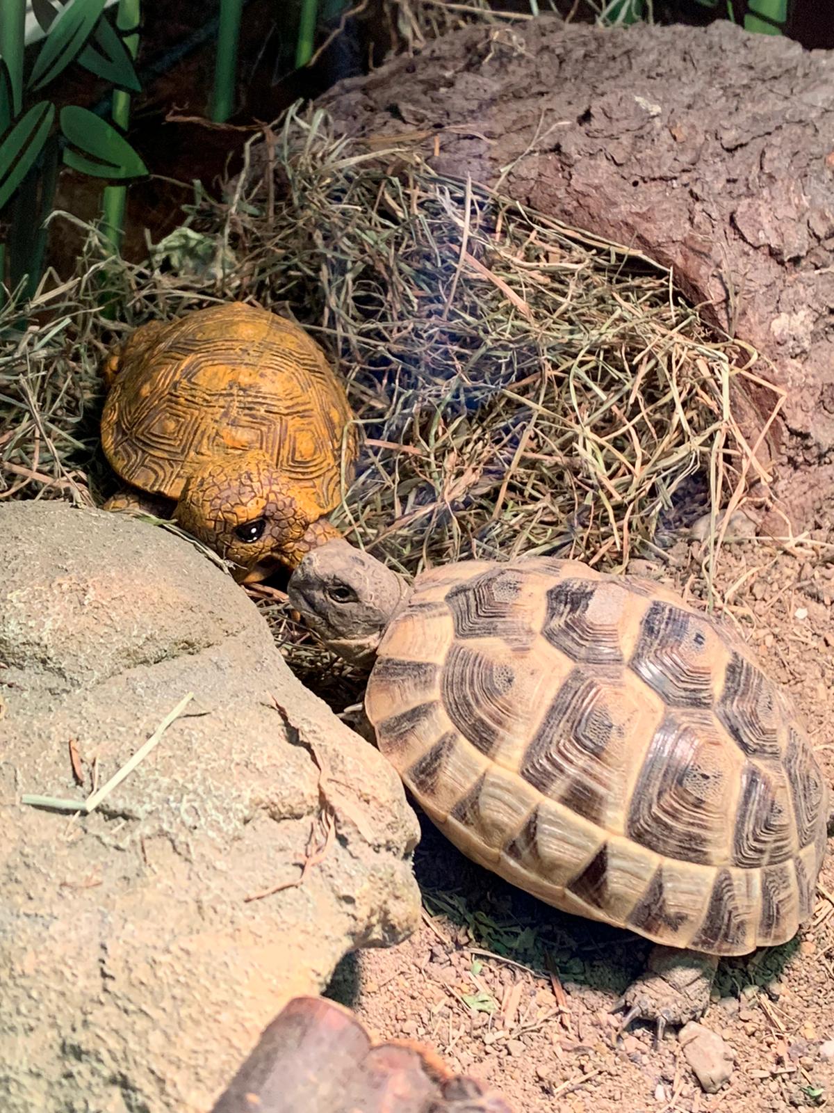 Griechische Landschildkröte "Ursula" in ihrem Terrarium mit ihrem neuen Freund "Urs"