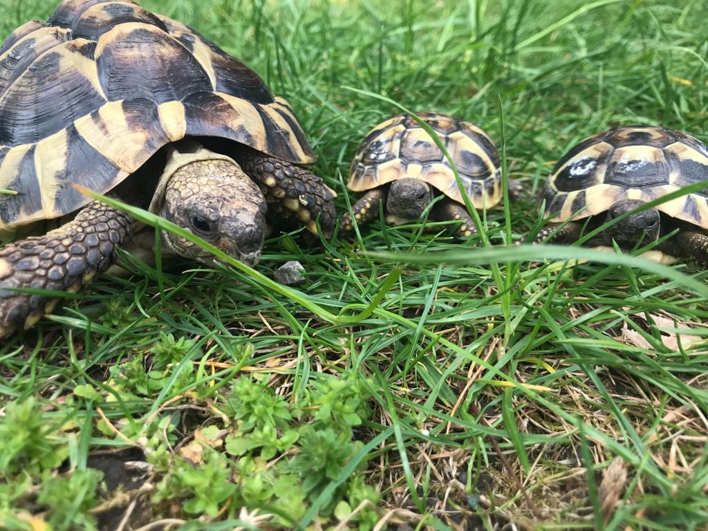 Griechische Landschildkröte