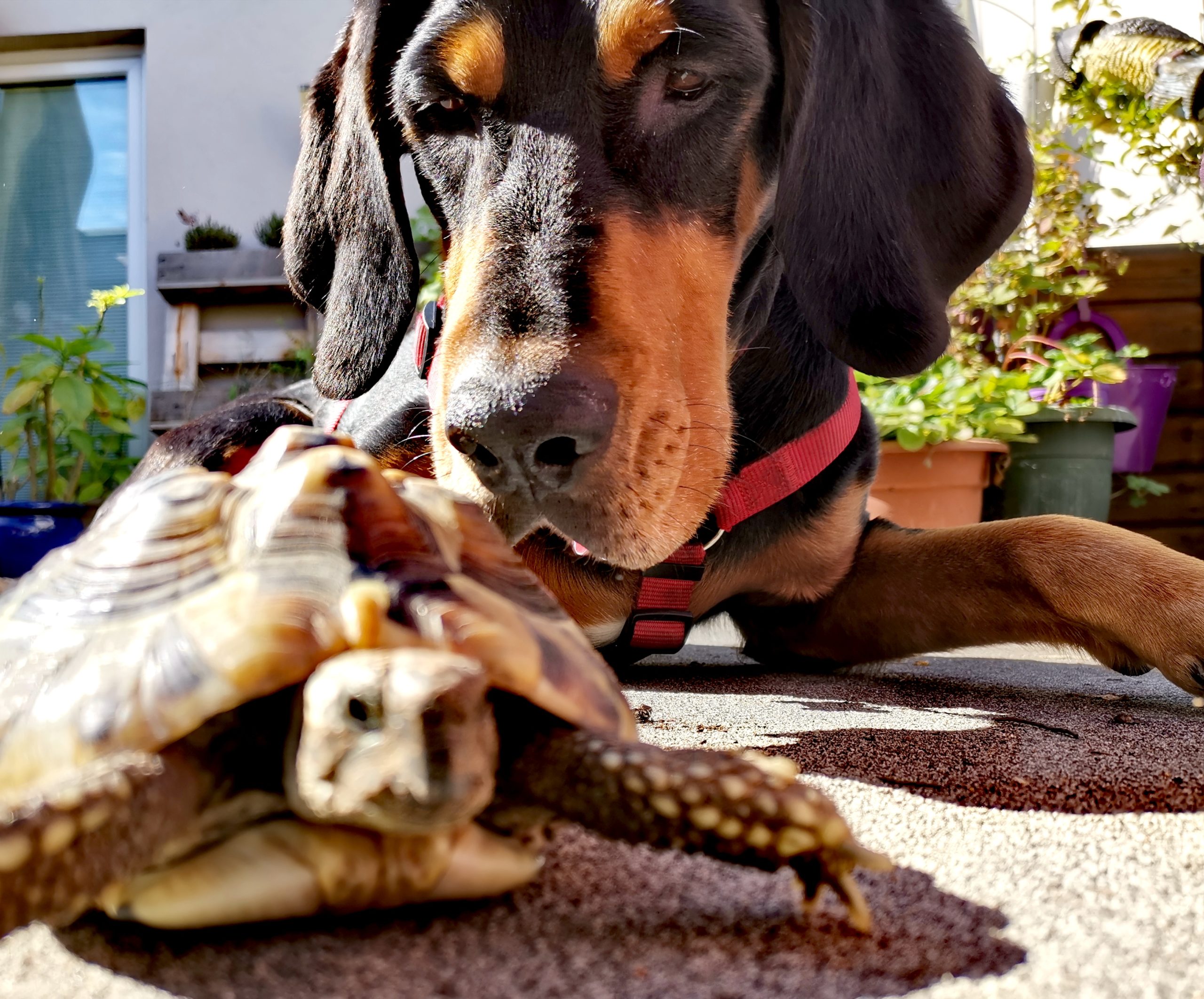 Vito geht mit unseren Schildis Gassi