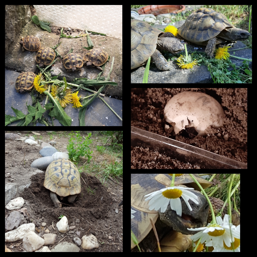 Meine Griechischen Landschildkröten