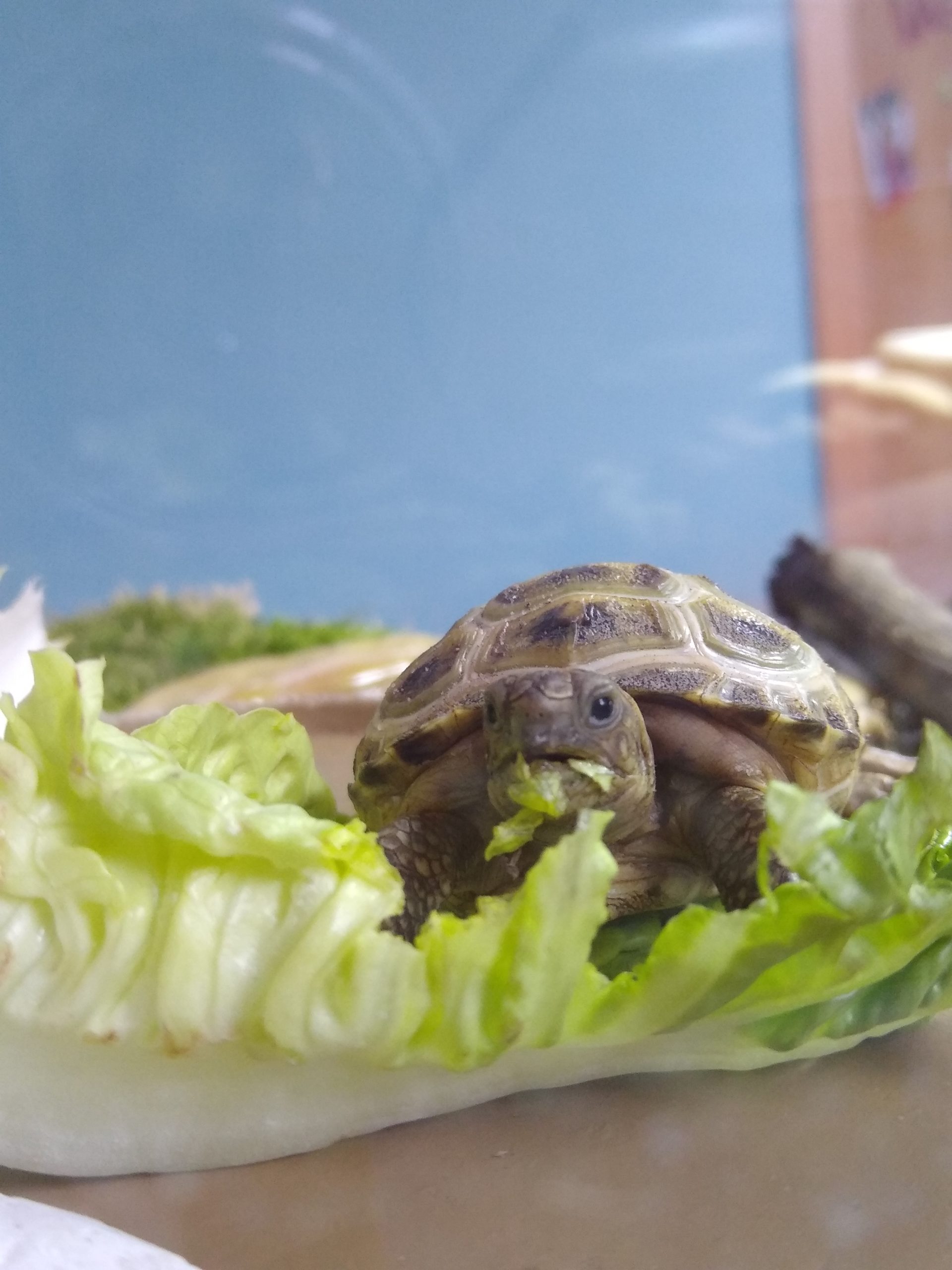 Unsere kleine Vierzehenschildkröte Josy