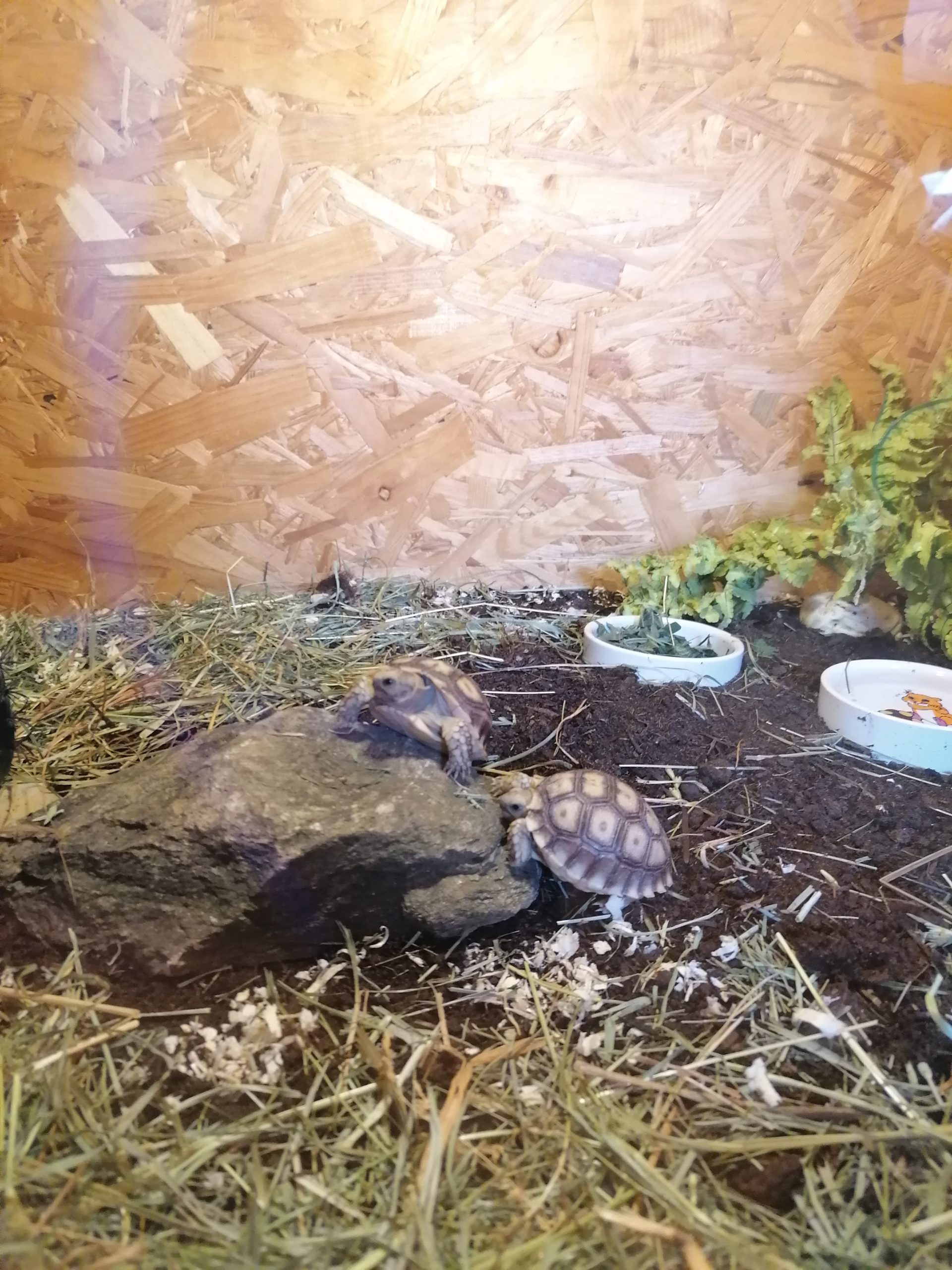 Afrikanische Baby Spornschildkröten