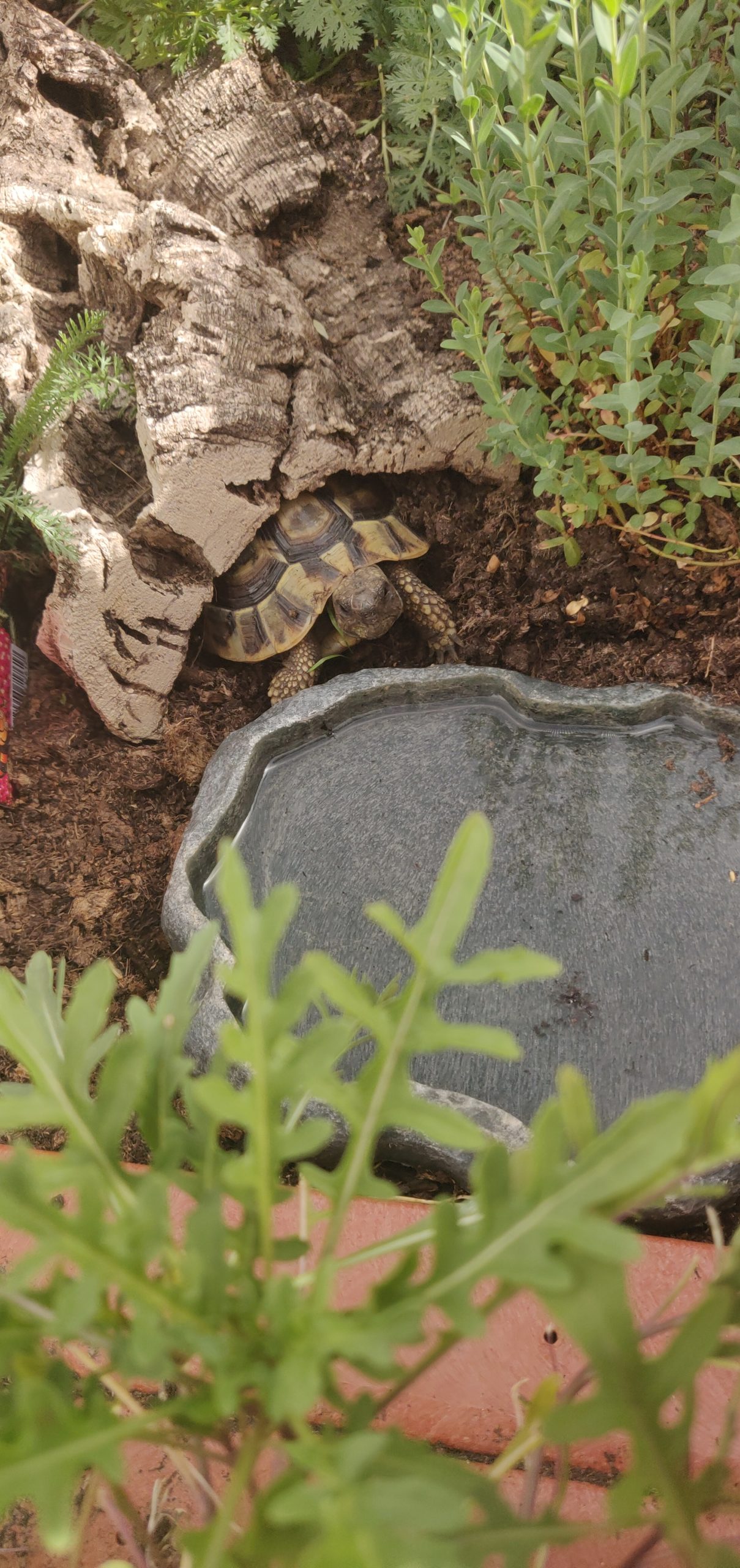 Griechische Schildi am Chillen