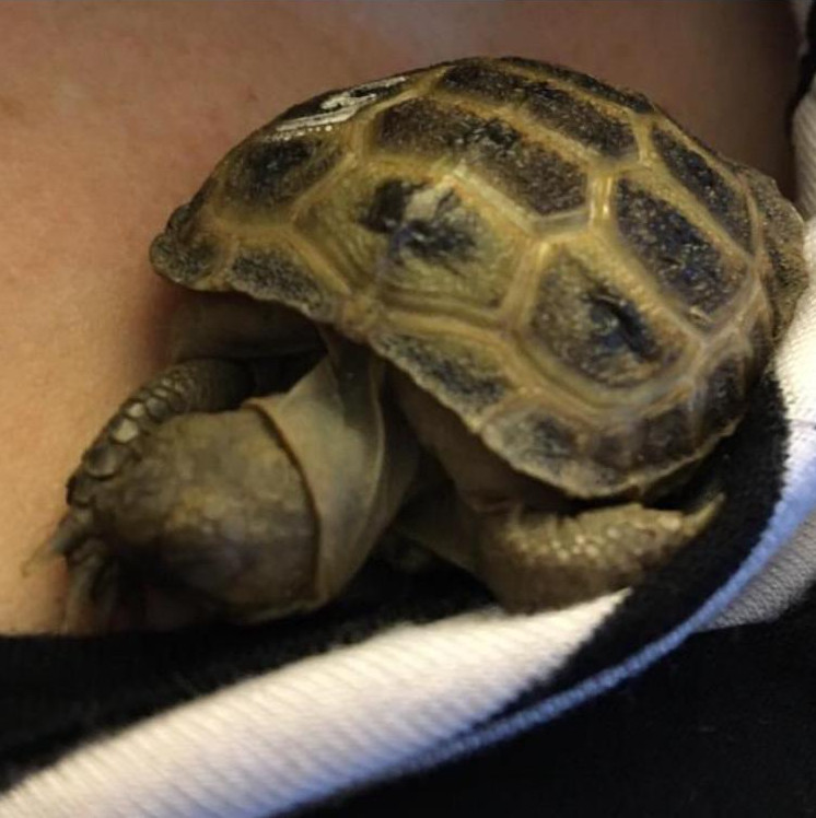 Kuschelstunde mit unserem Sonnenschein Luna (Russische Landschildkröte)