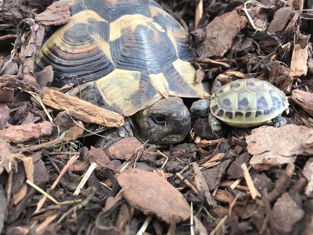 Griechische Landschildkröte Mutter mit einem Jungen