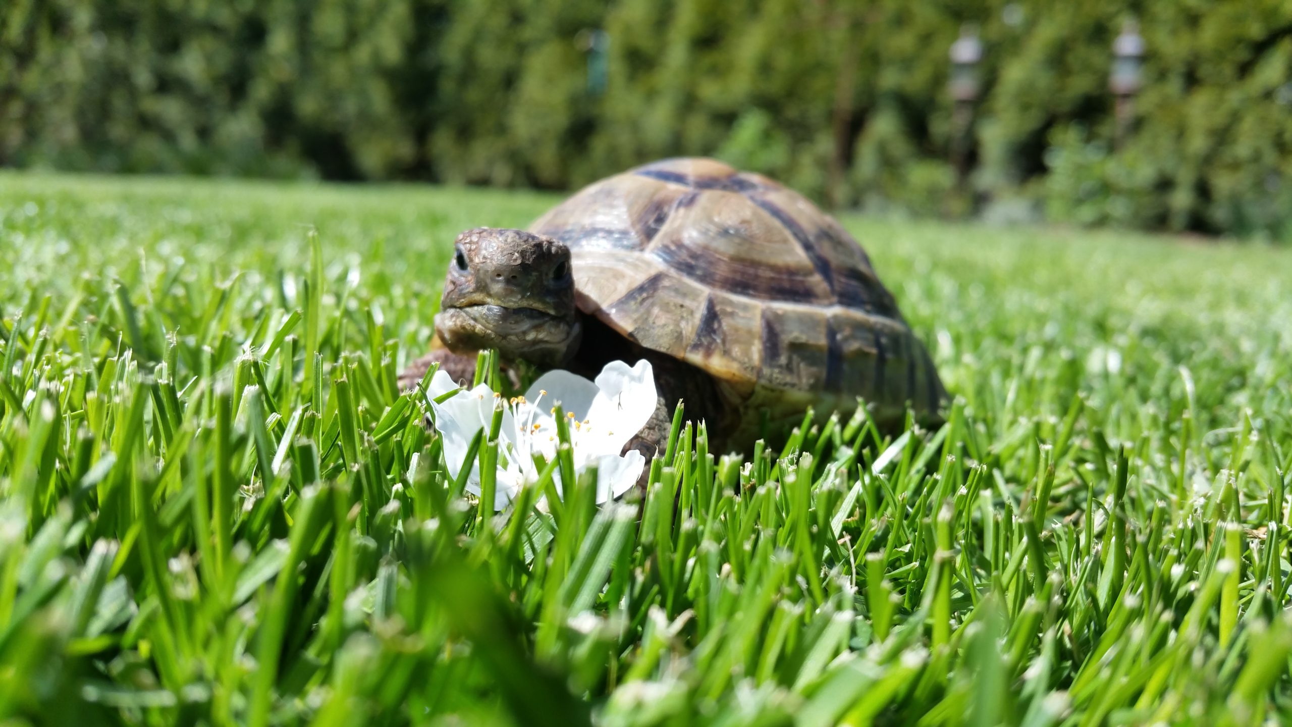 Maurische Landschildkröte