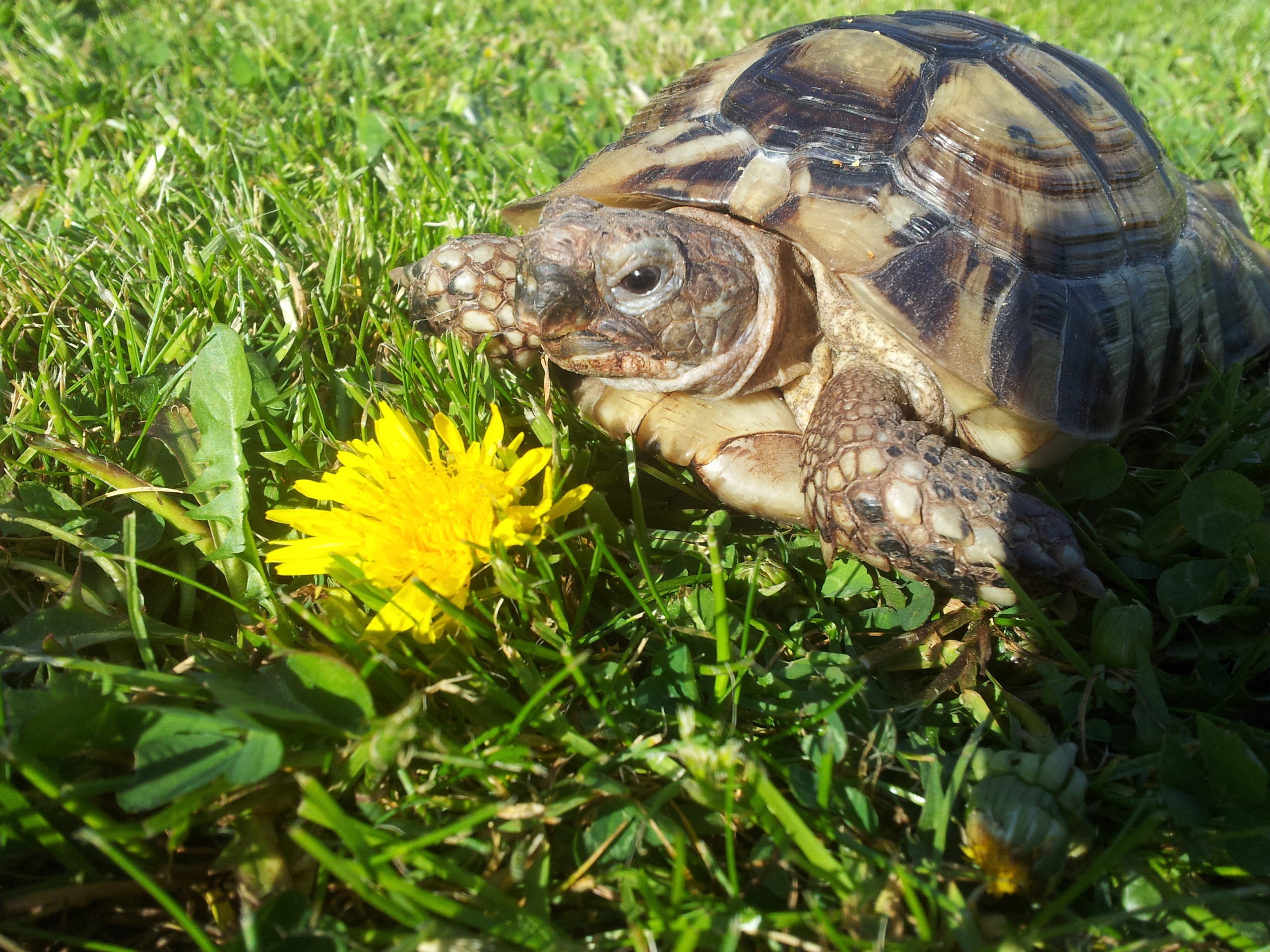 Maurische Landschildkröte NR.5 auf Entdeckungstour