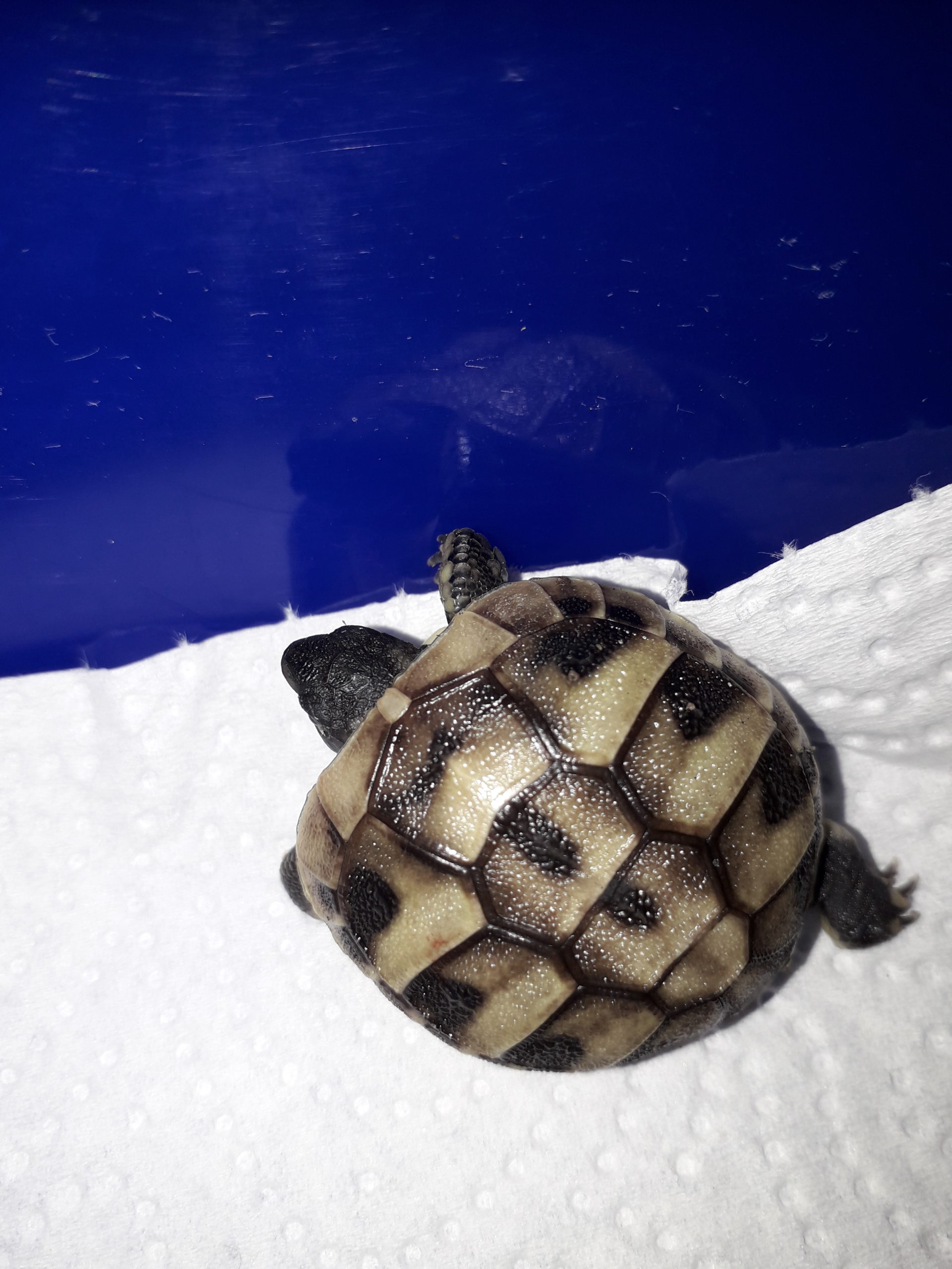 Ganz frisch geschlüpft!