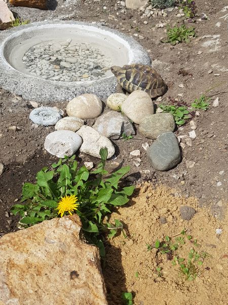 Achtung, jetzt wird gebadet: unsere Griechische Landschildkröte macht ihr Seepferdchen