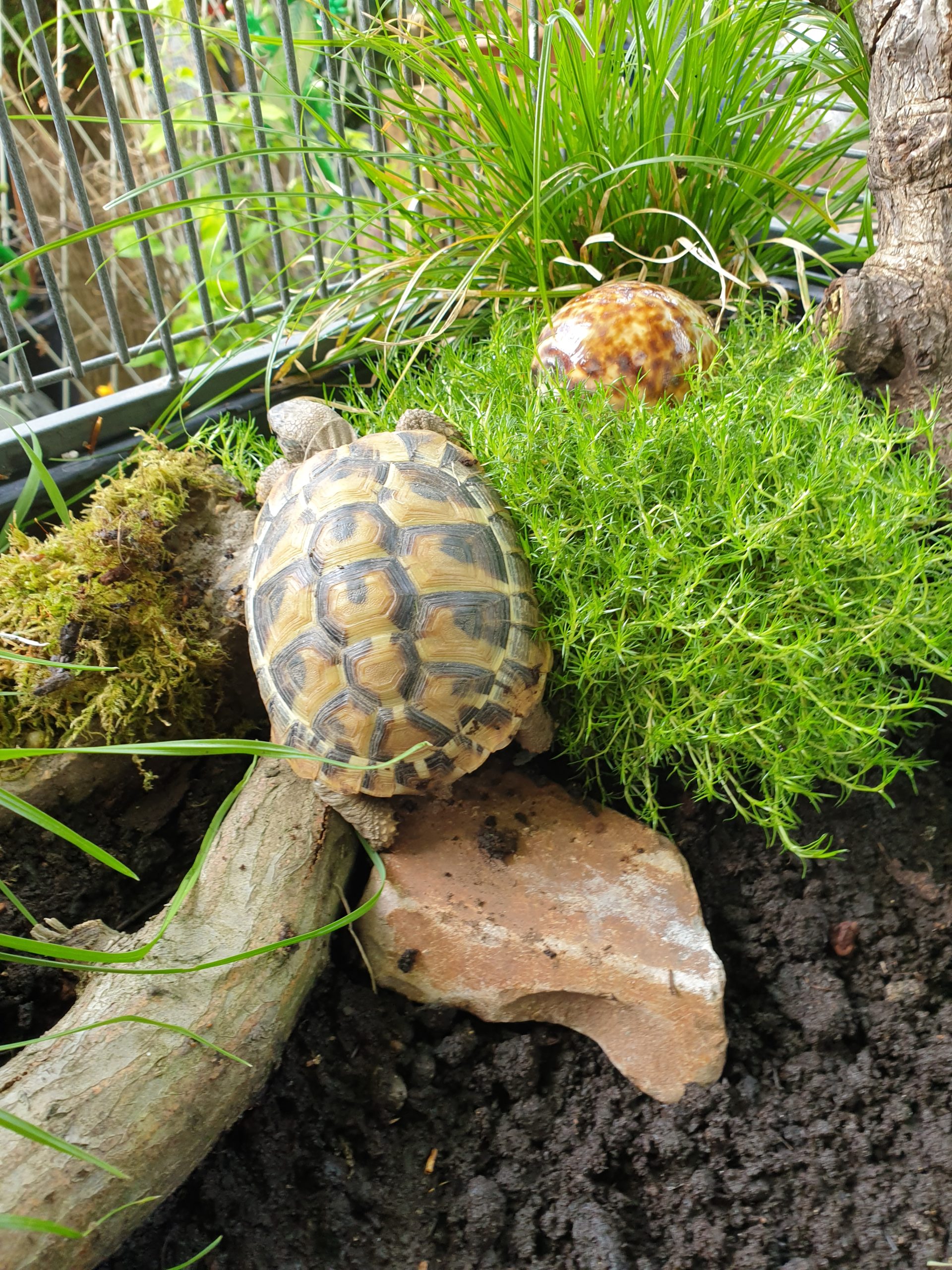 Griechische Landschildkröte
