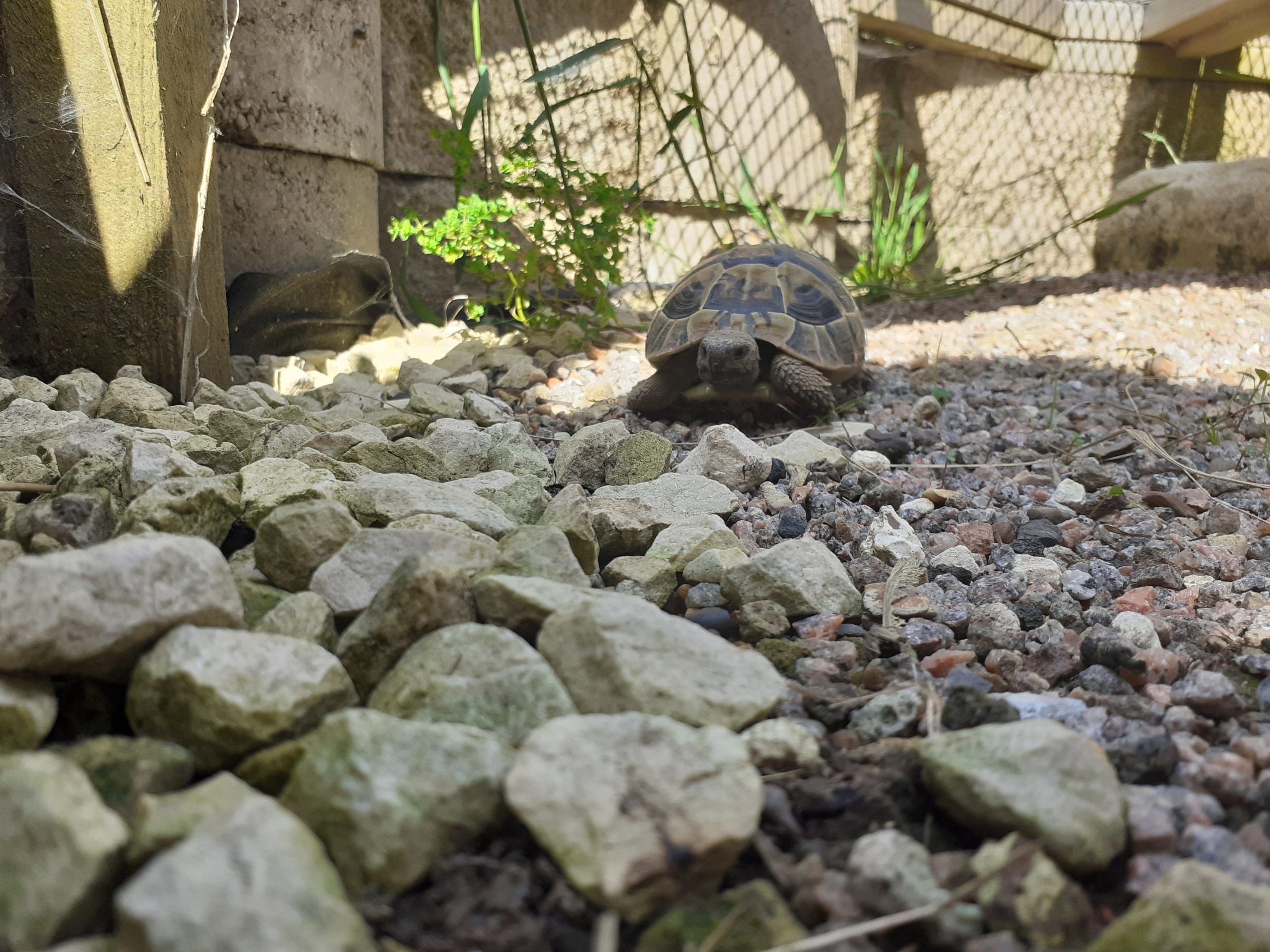 4 years old Female Hermanni Boettgeri in her outdoor enclosure