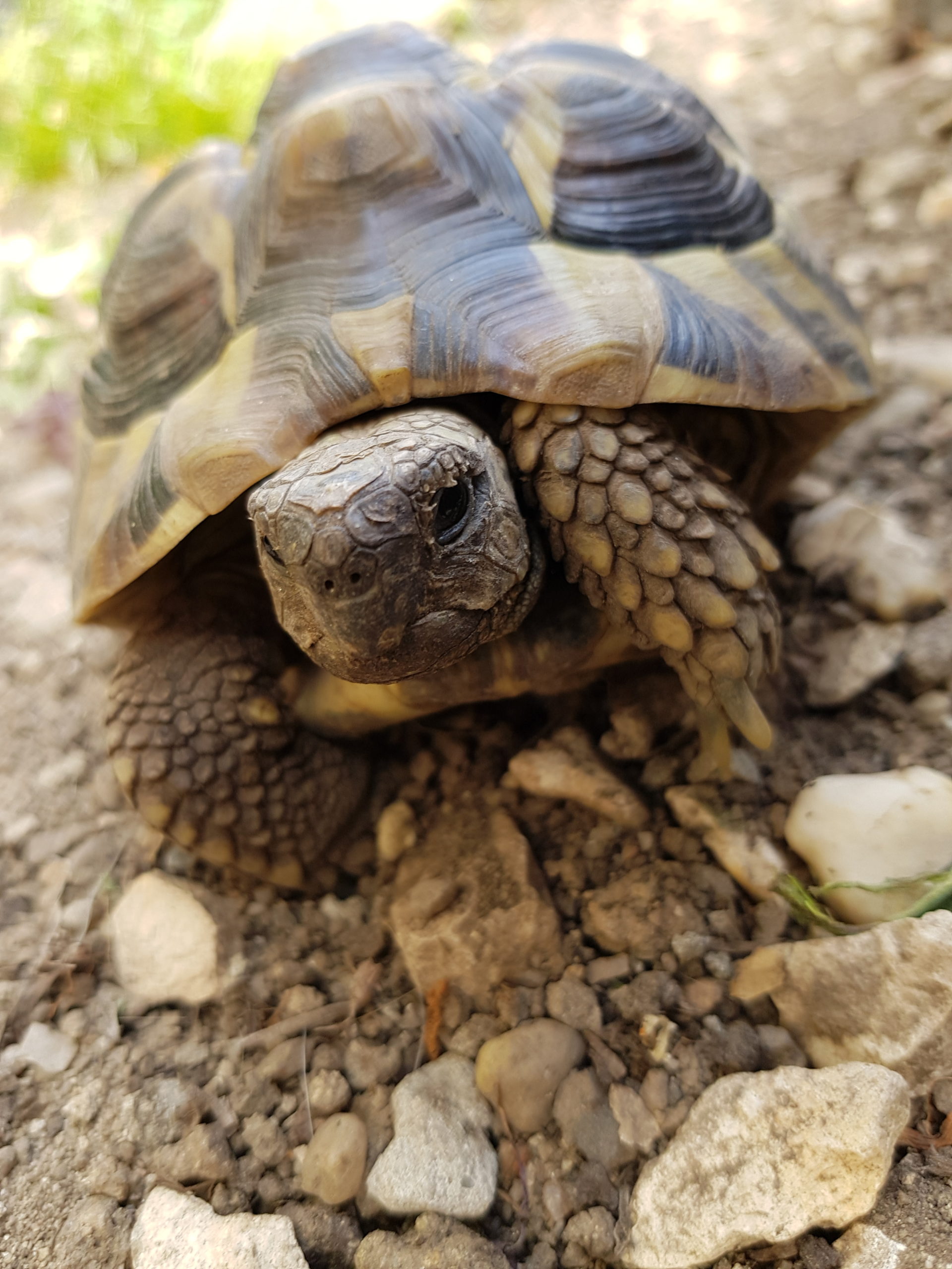 Nahaufnahme Griechische Landschildkröte in ihrem Freigehege beim Sonnenbad