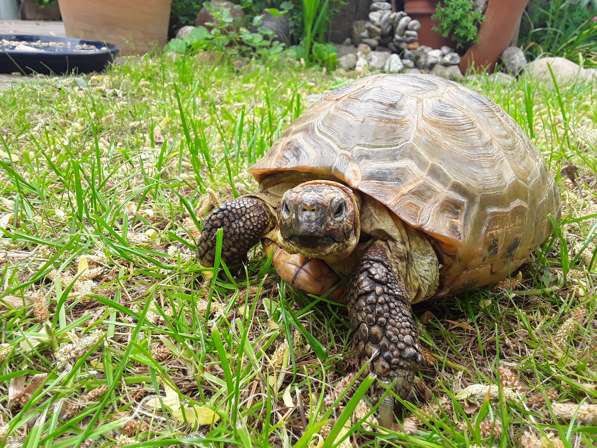 Unsere Vierzehensteppenschildkröte "Kasi". Sie liebt es im Garten zu sein und die Katzen