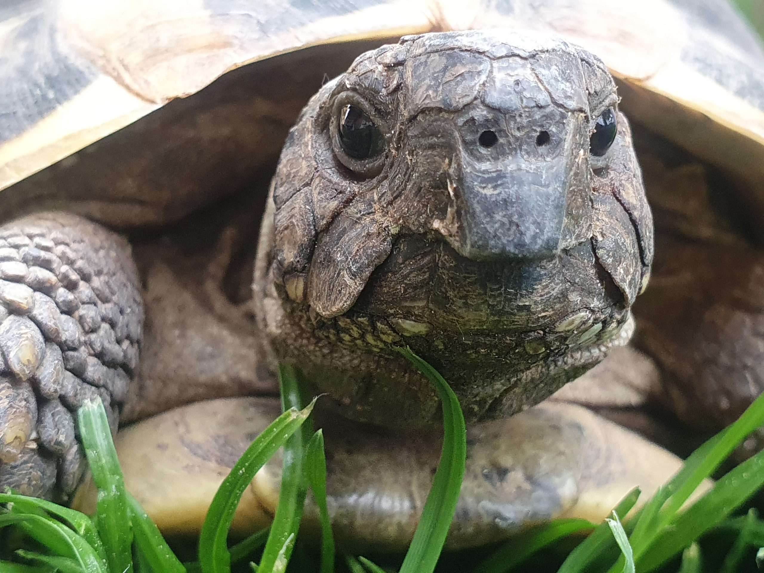 Griechische Landschildkröte im Garten