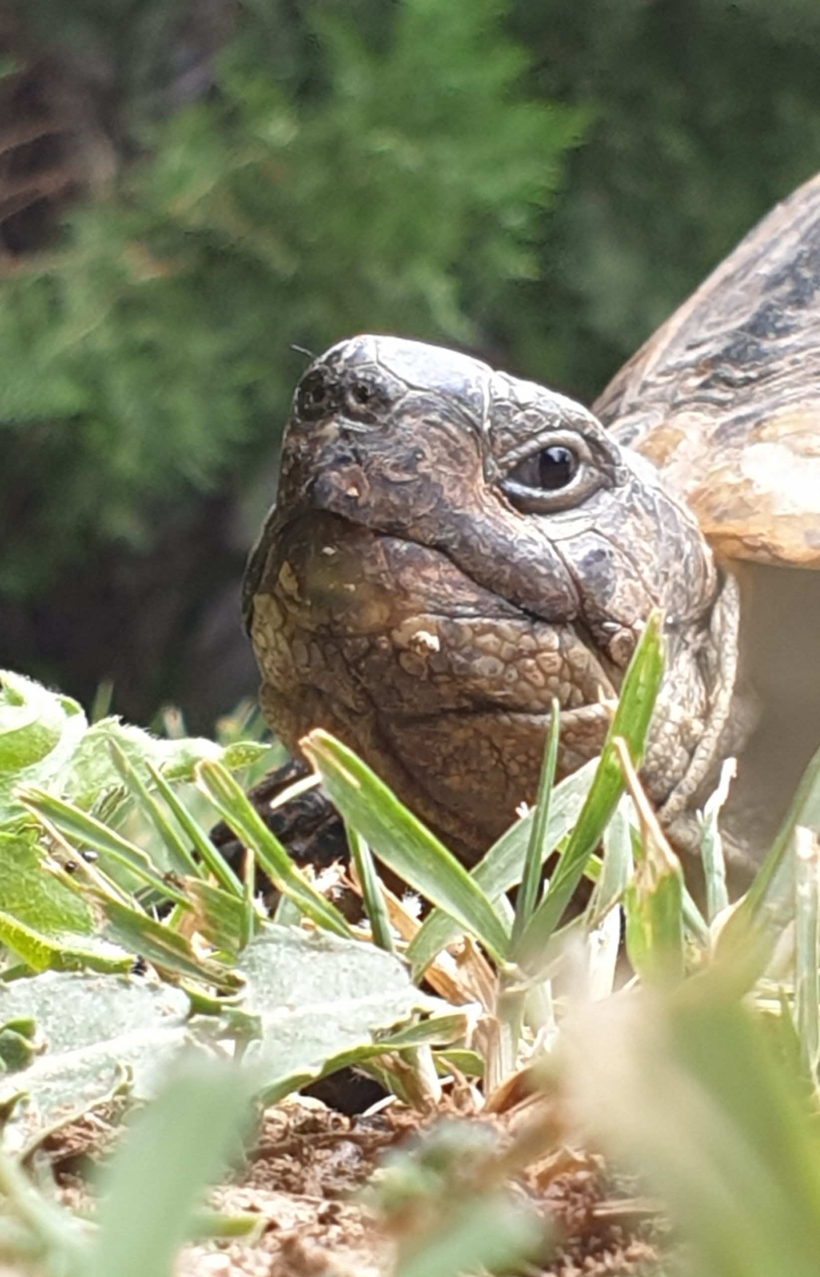 Griechische Landschildkröte, frei lebend in Nord Mazedonien