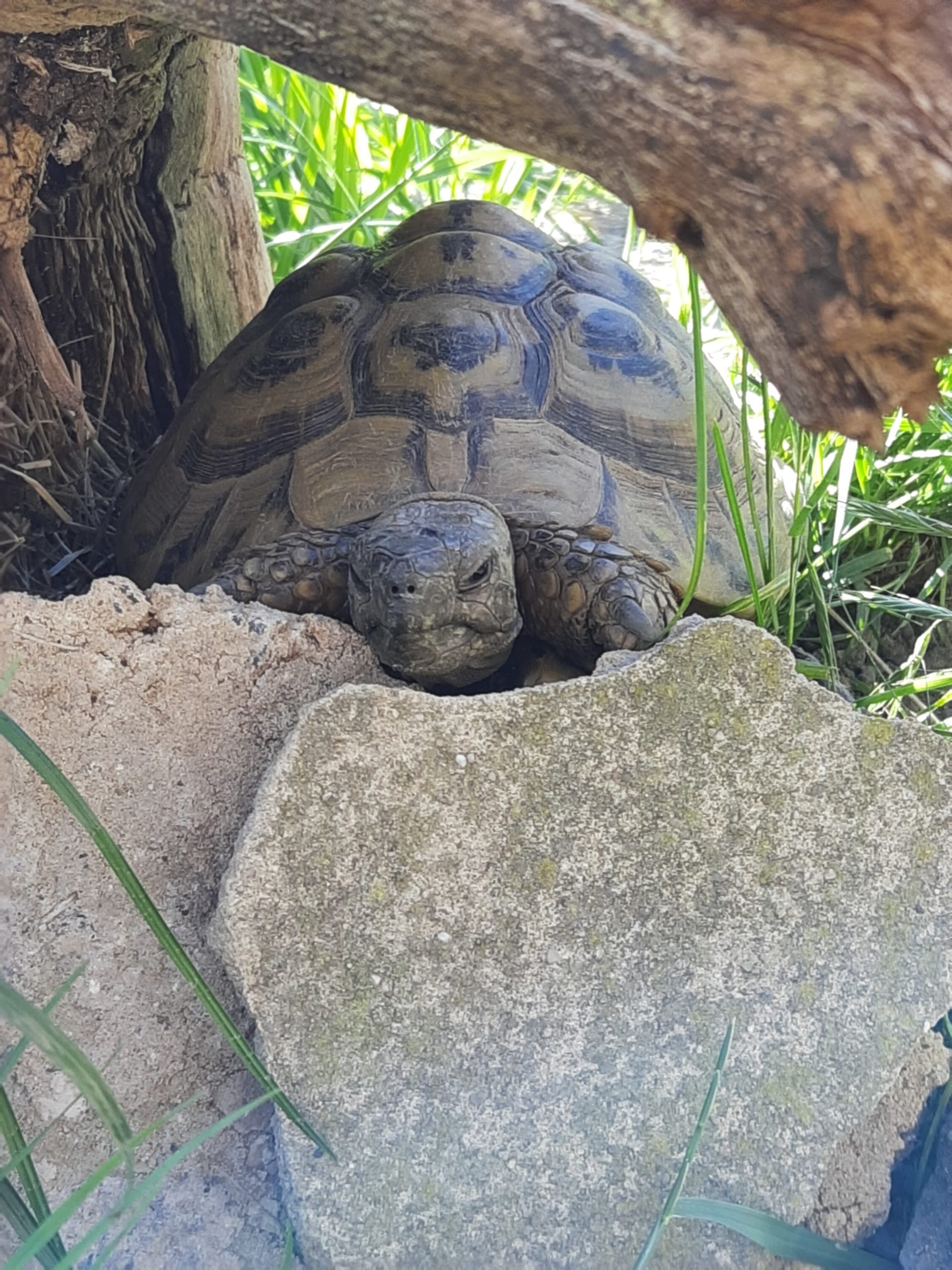 Mein Mauren-Männchen bei der Mittagsruhe :)