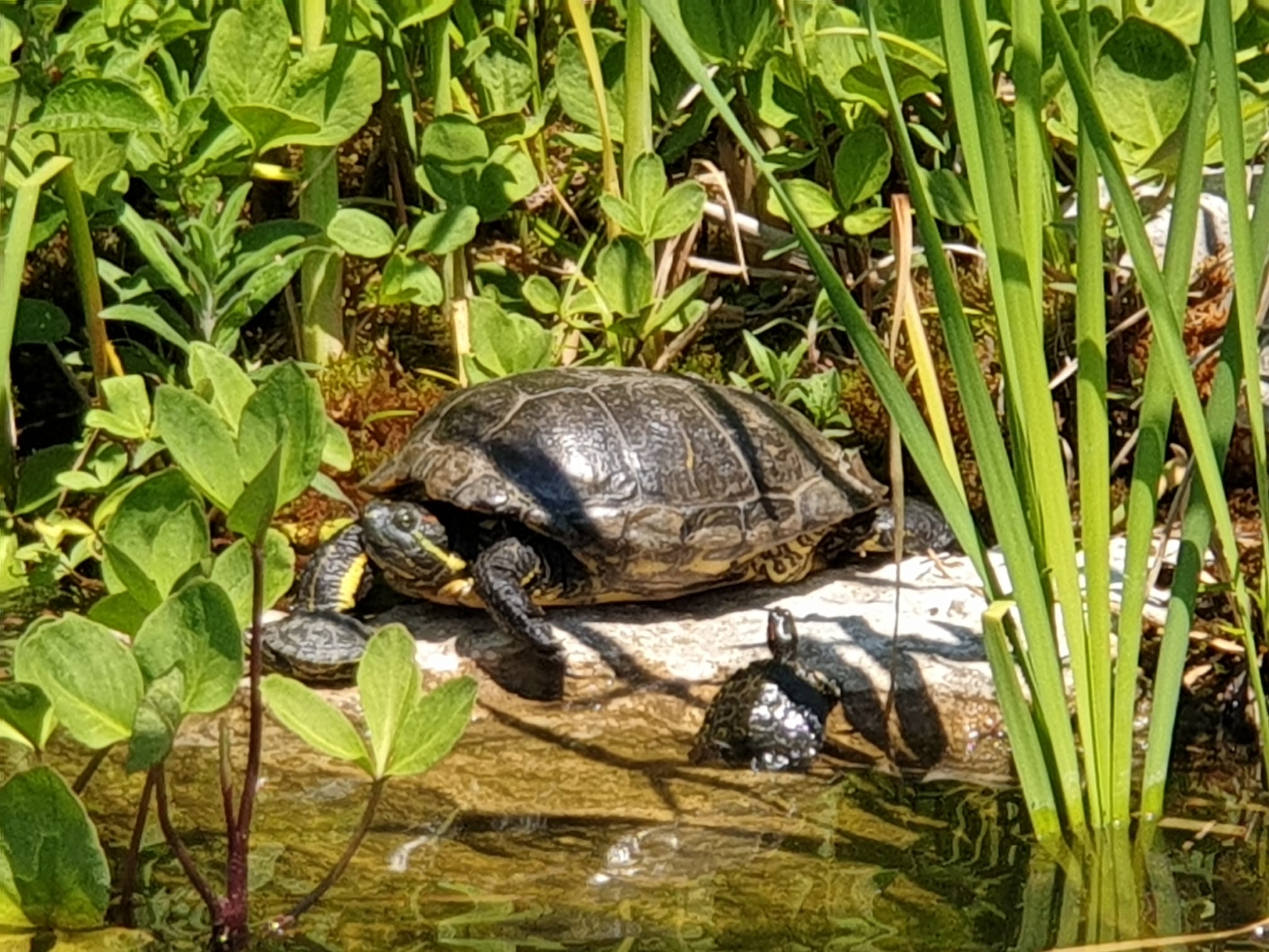 Rotwangenschildkröte mit ihrem Nachwuchs