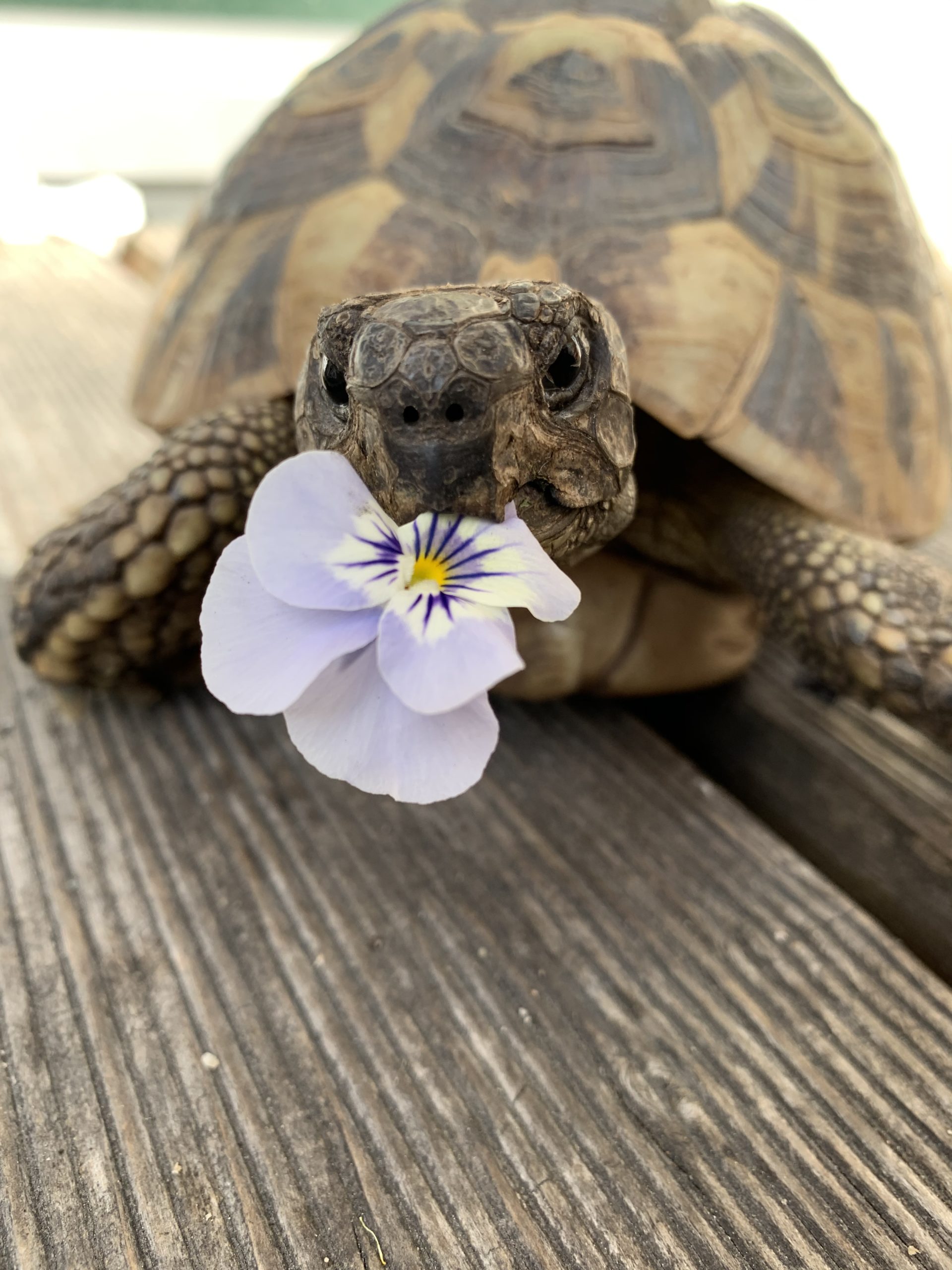 Griechische Landschildkröte