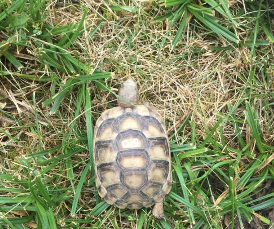 Griechische Landschildkröte, ein Baby mit der Nummer 60 auf ihrem Panzer