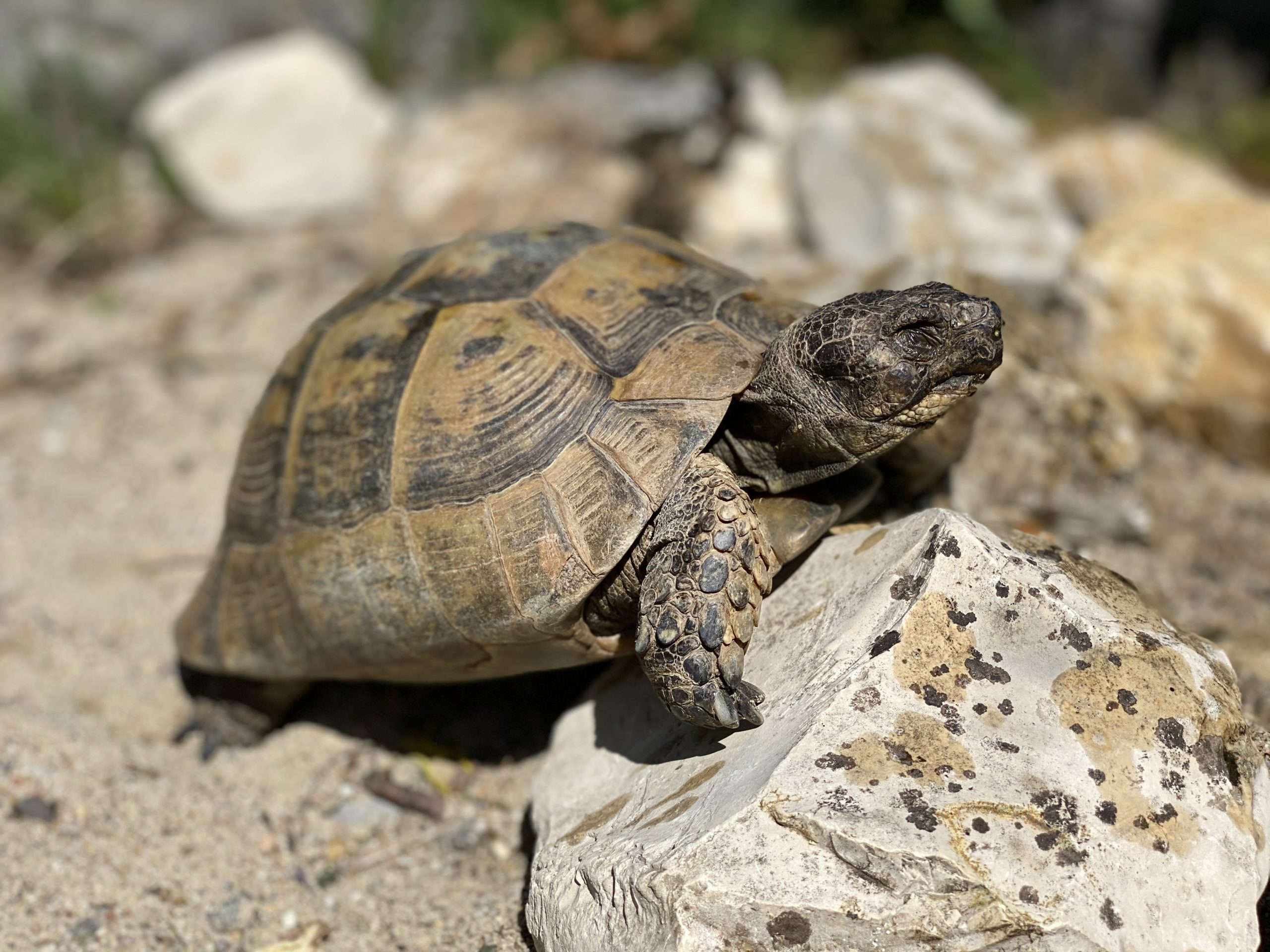Unsere Morla beim Dösen